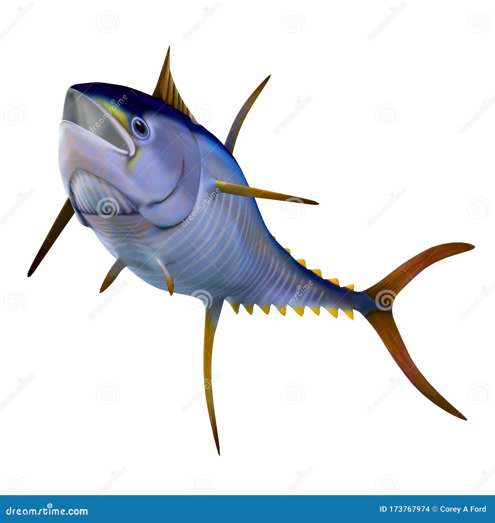 Yellowfin Tuna on White stock illustration. Illustration of tropical ...