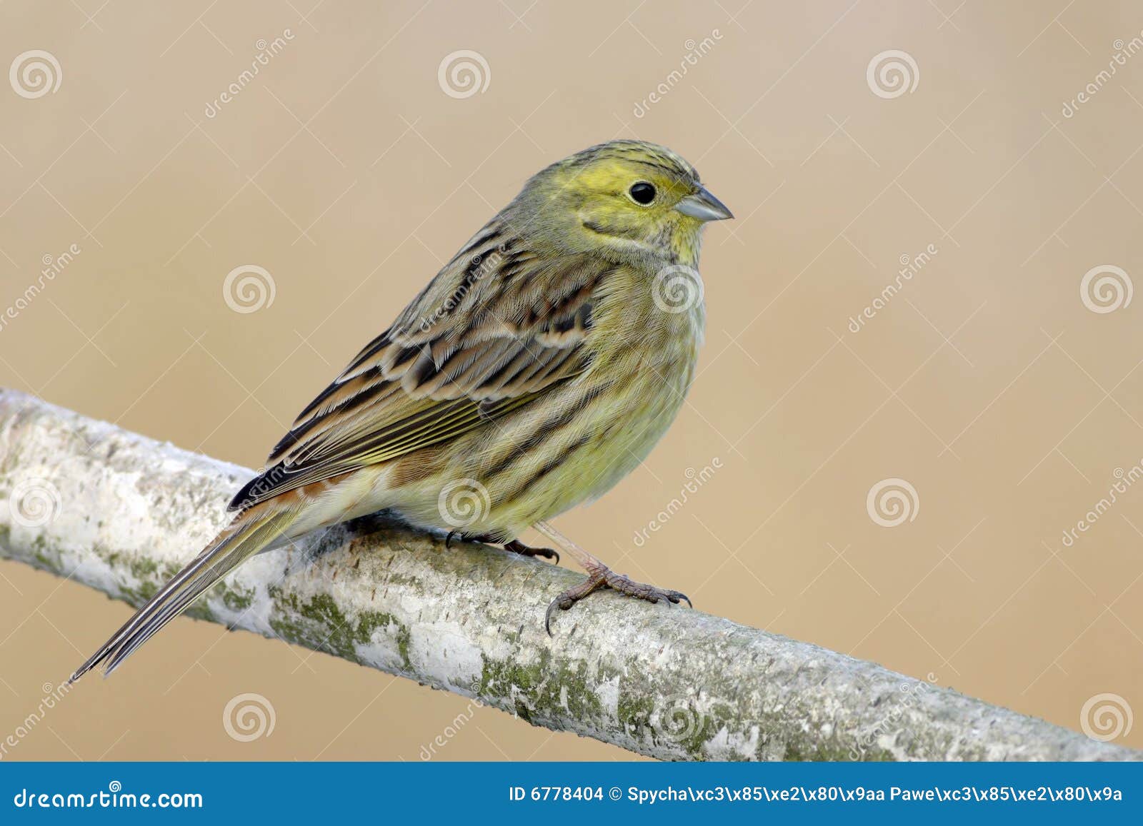 Yellowhammer stock photo. Image of bird, ornithology, camera 6778404