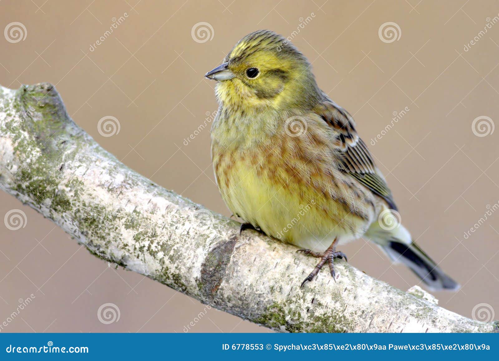 Yellowhammer op tak dichte omhooggaand.