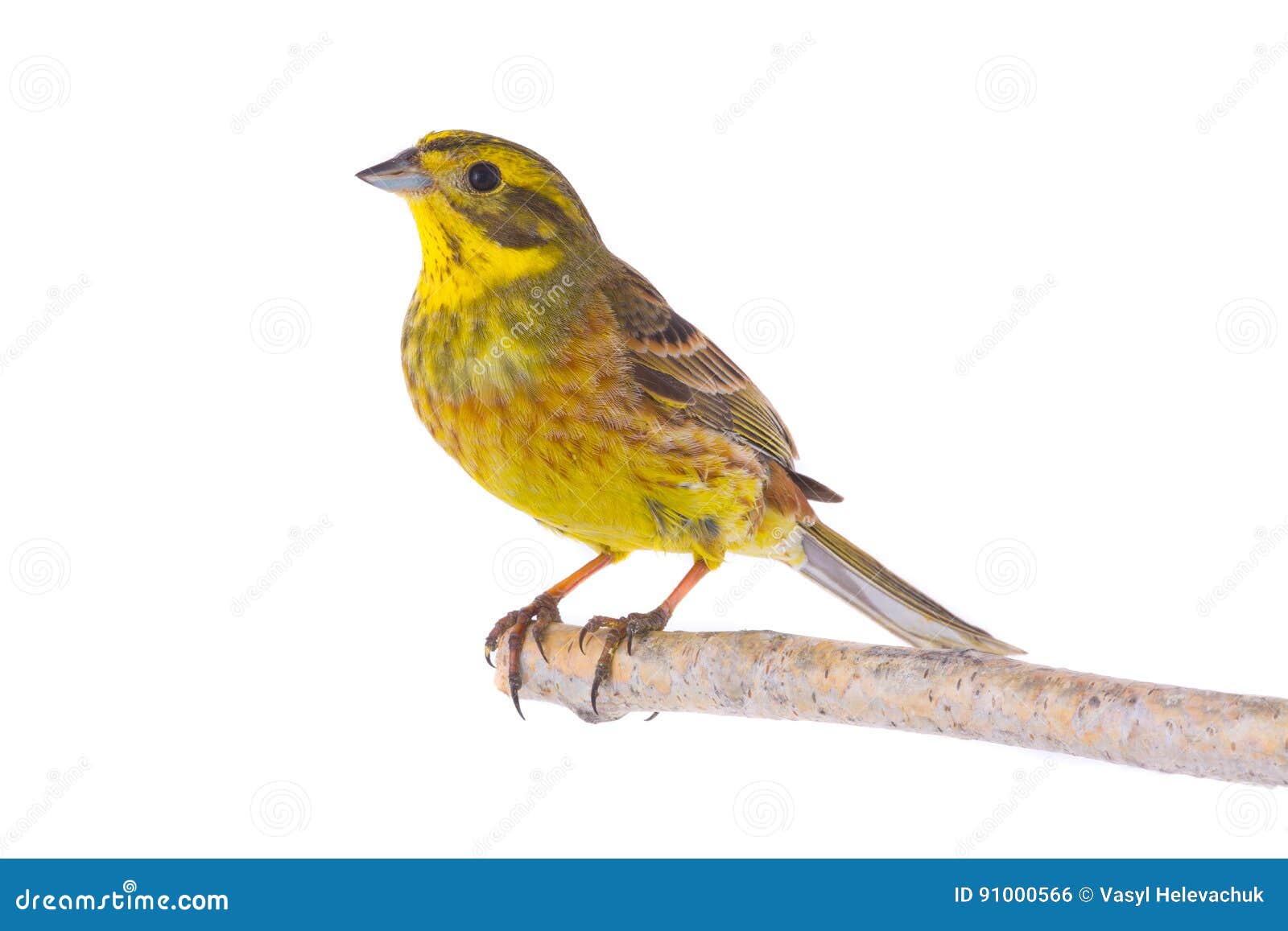 yellowhammer emberiza citrinella