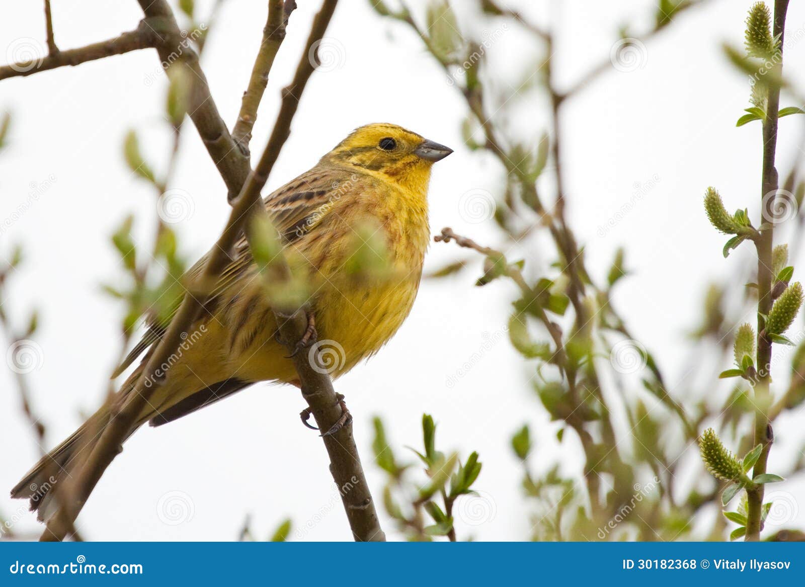 Yellowhammer en rama. Yellowhammer que se sienta en rama de la primavera