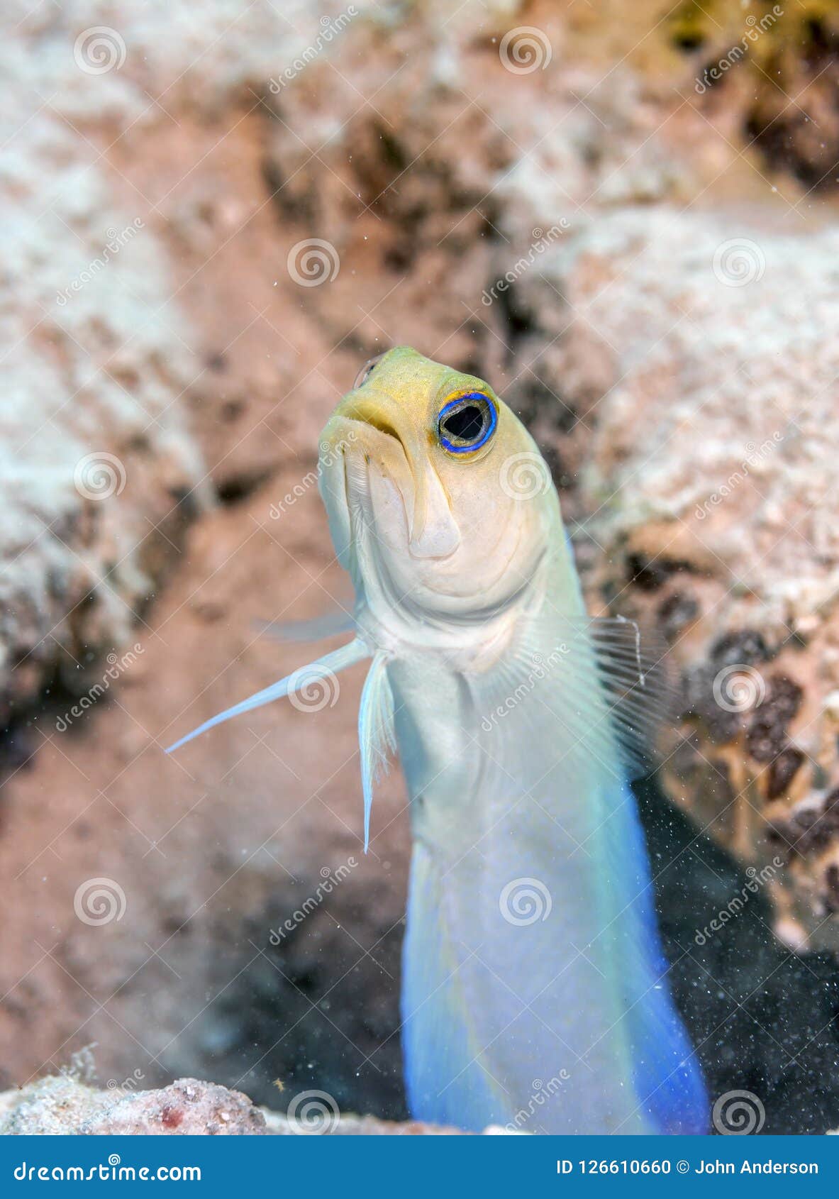 Yellowhead大颚鱼 Opistognathus Aurifrons 库存照片 图片包括有潜水 阳光