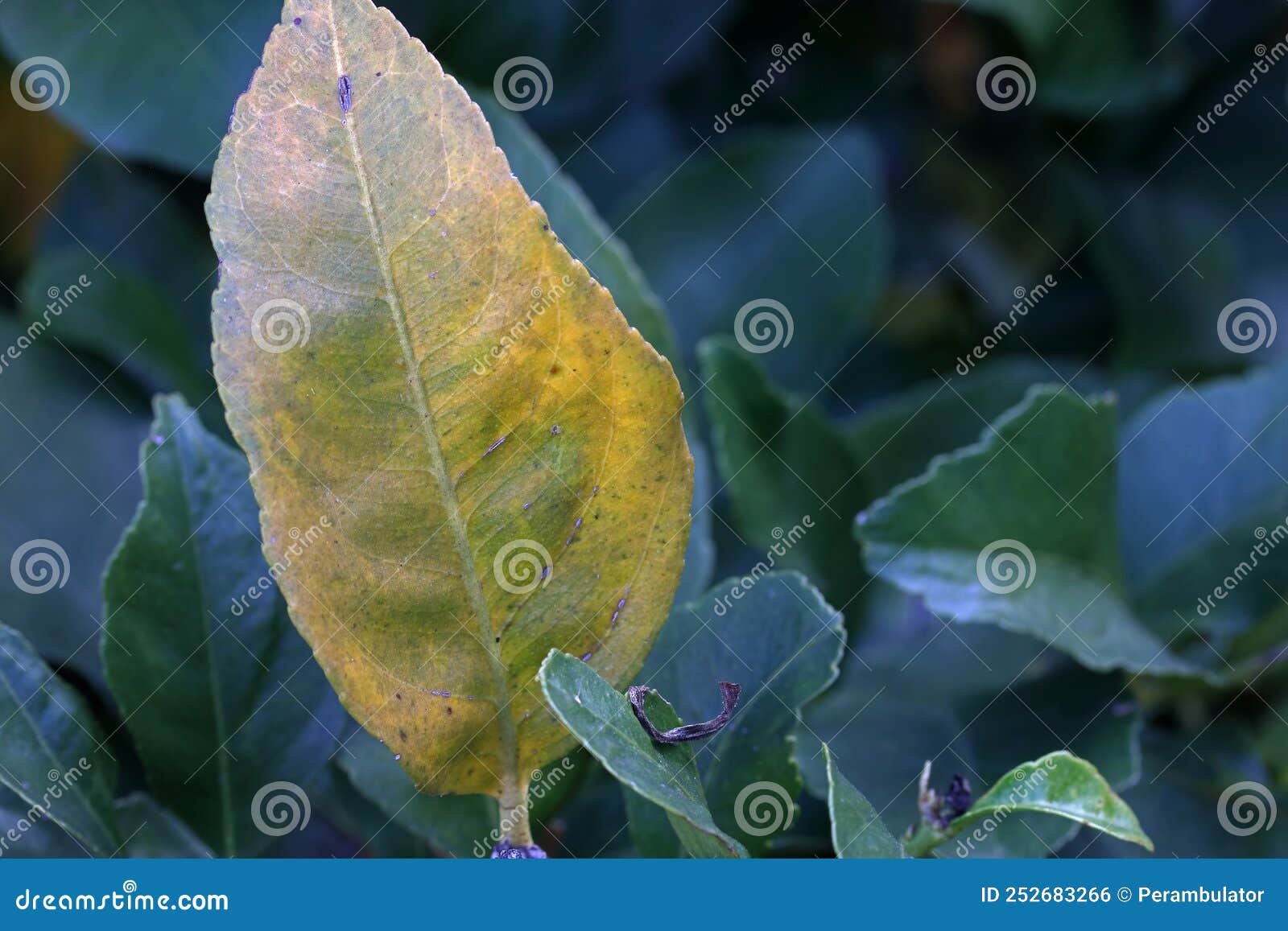 YELLOWING CITRUS LEAF on a GREEN TREE Stock Photo Image of outdoor