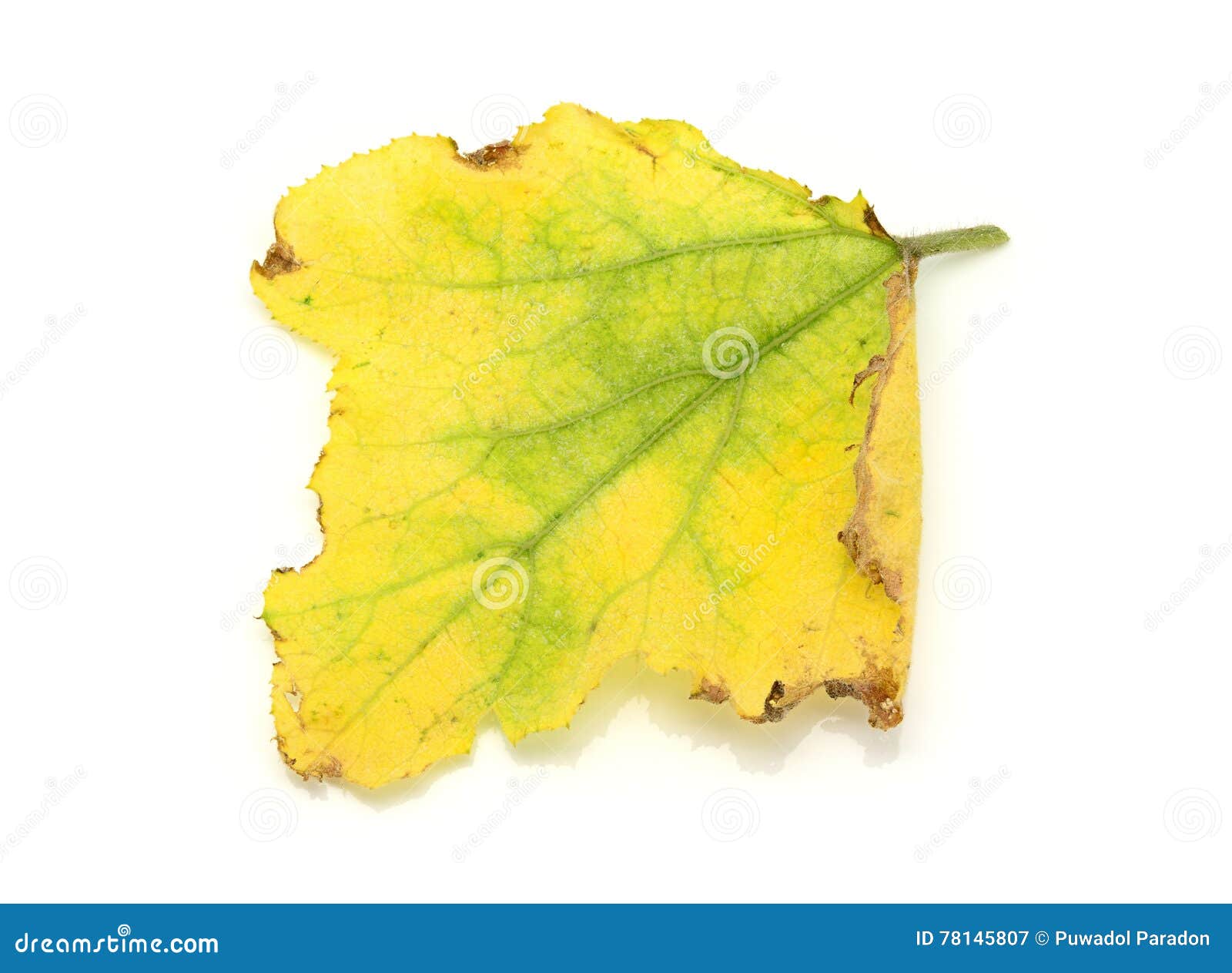 Yellowing Dying Pumpkin Leaves White Stock Photos Free & RoyaltyFree Stock Photos from Dreamstime