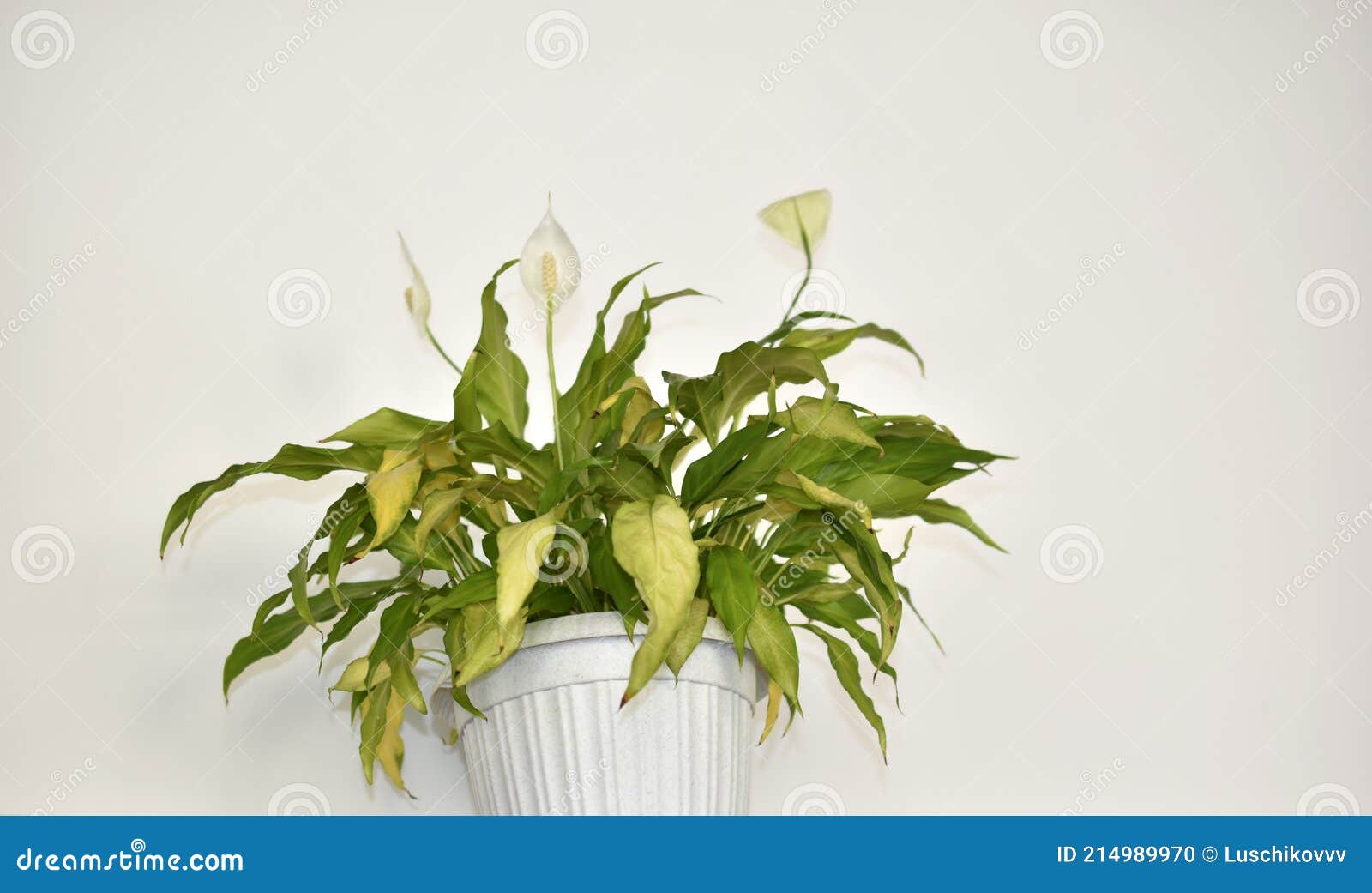 Yellowing Flower in a Pot on a White Background in the Office Stock
