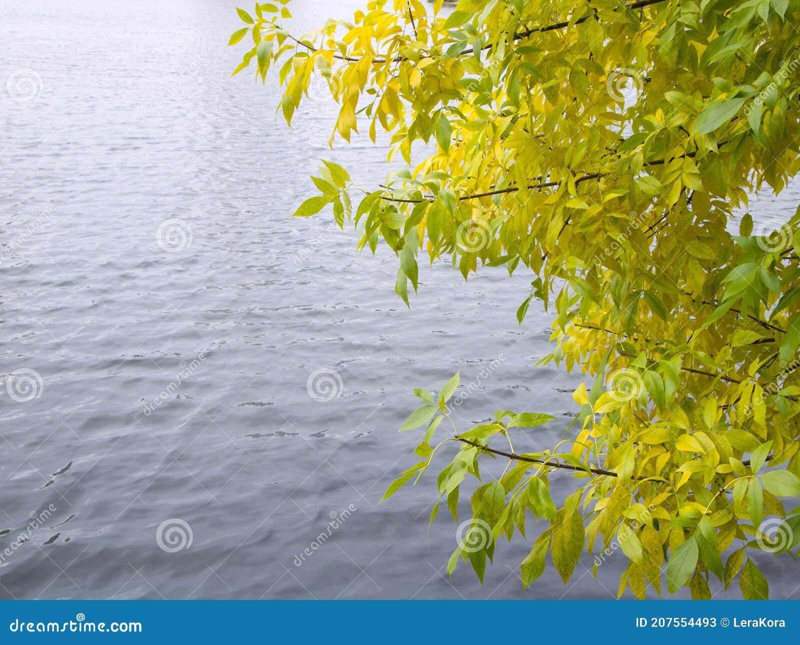 Yellowing Foliage On The Branches Of A Tree That Bent Over A Calm River