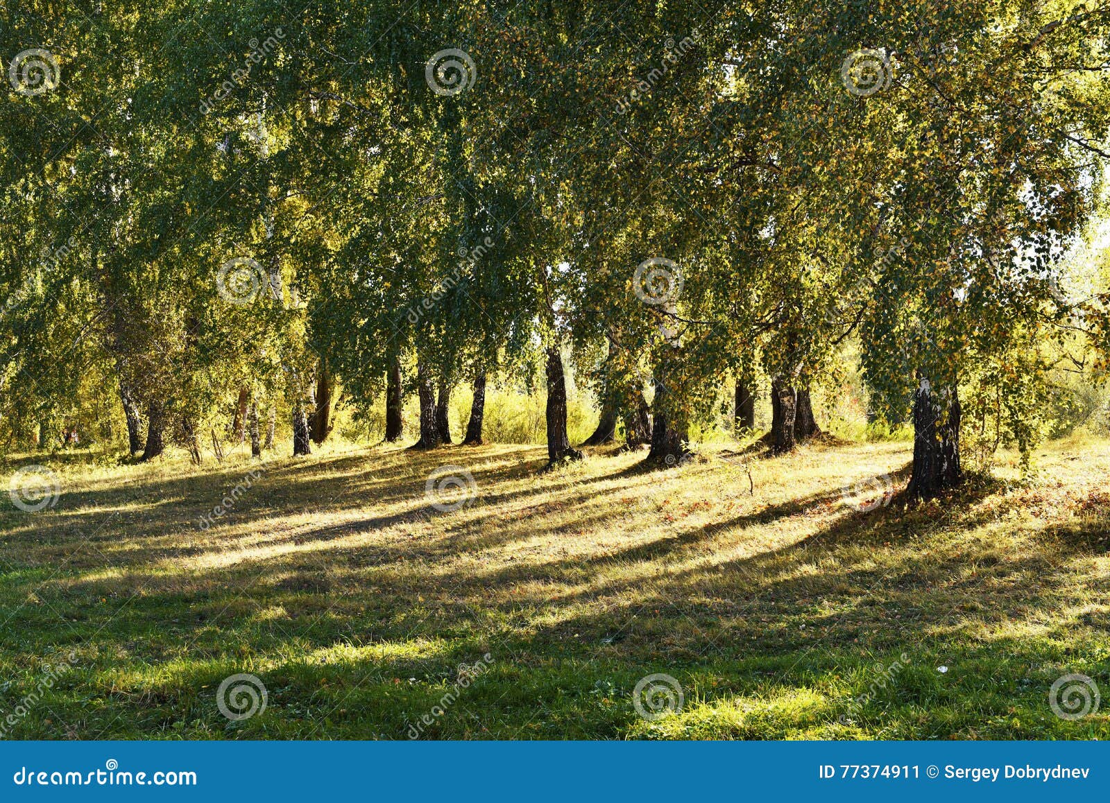 Yellowing Leaves of Birch Trees in the Meadow Autumn Day Stock Image ...
