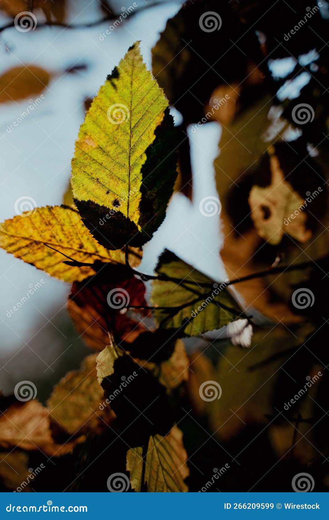 Yellowing Leaves on Tree Branches in a Field Under the Sunlight with a