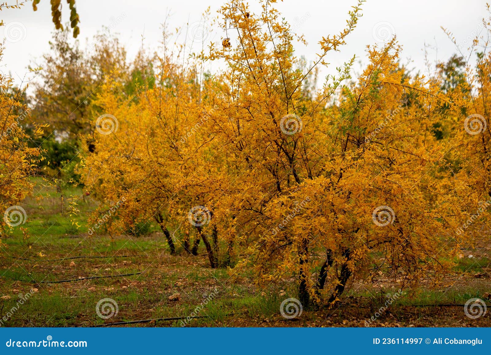 Yellowing Pomegranate Trees after Harvest Stock Image Image of