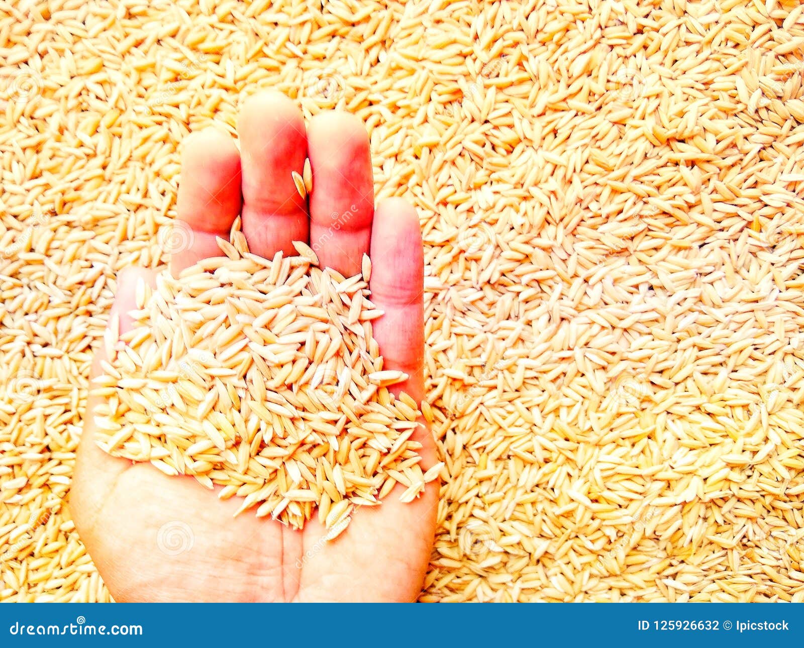 Yellowing Rice in Hand 01 stock photo. Image of rice 125926632