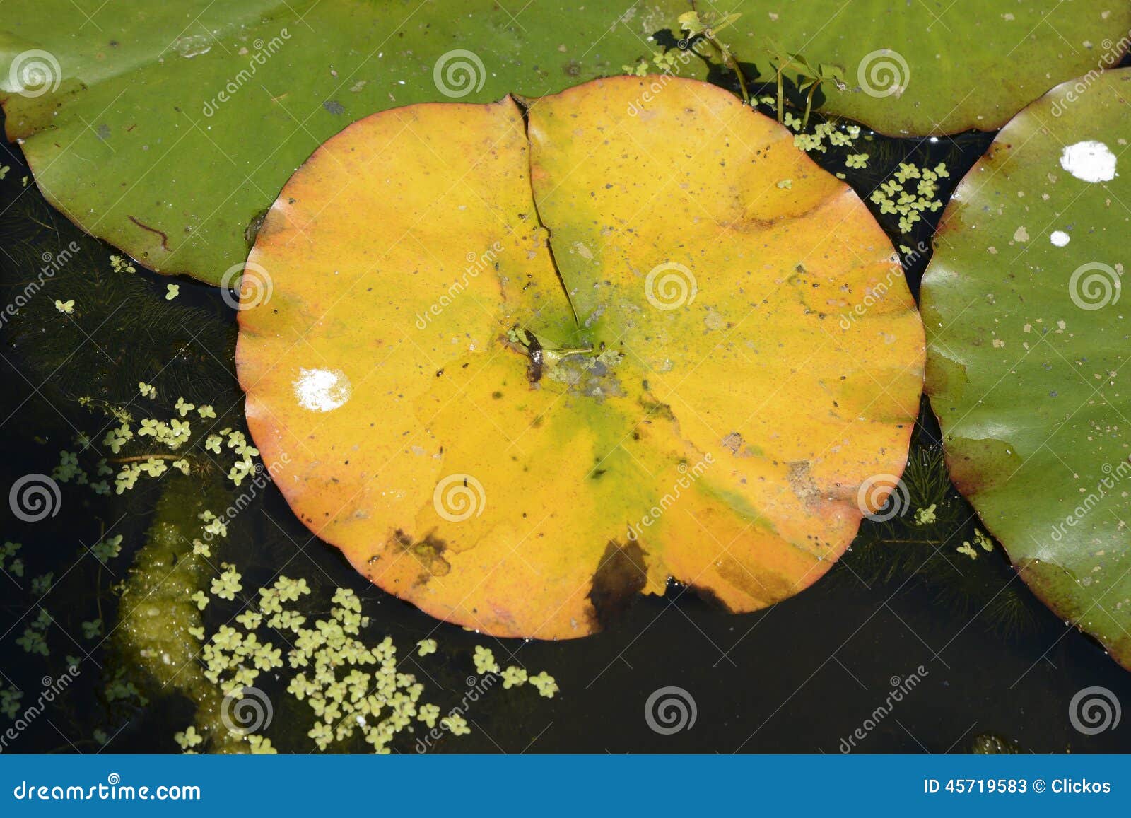 Yellowing water lily leaf stock image. Image of pond 45719583