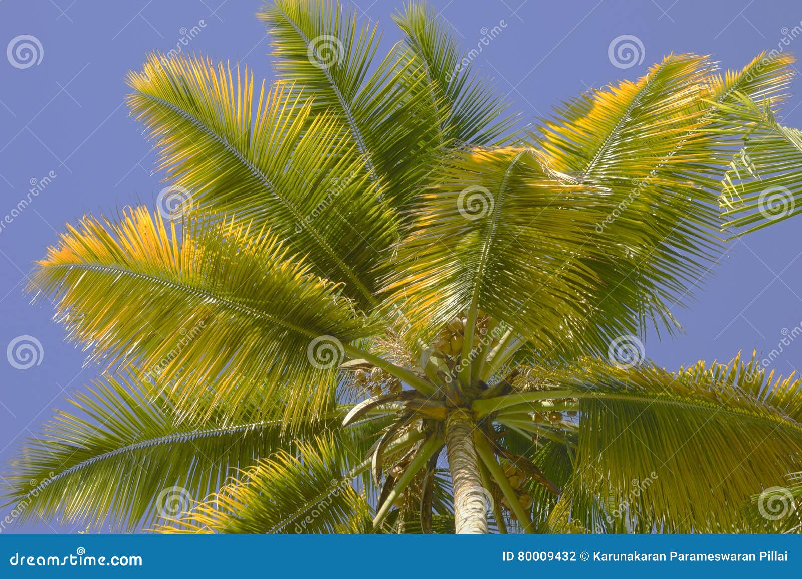 yellowish coconut palm leaves