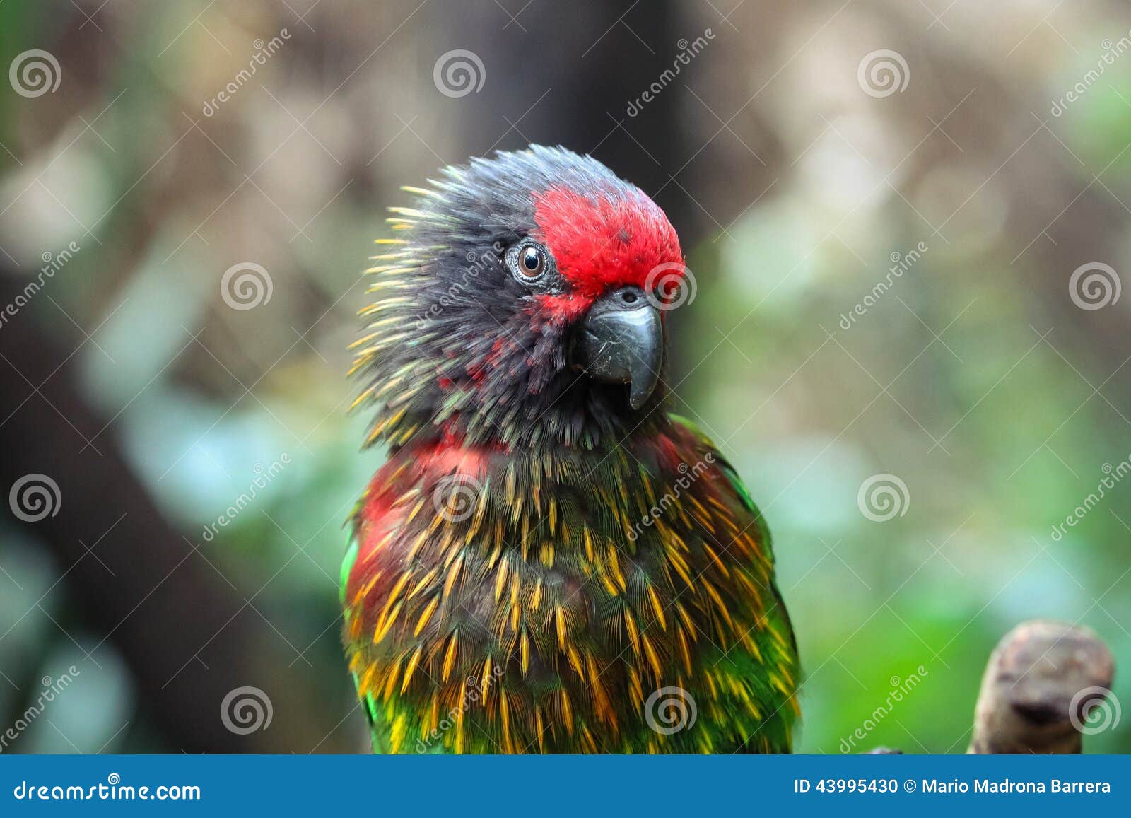 yellowish streaked lory