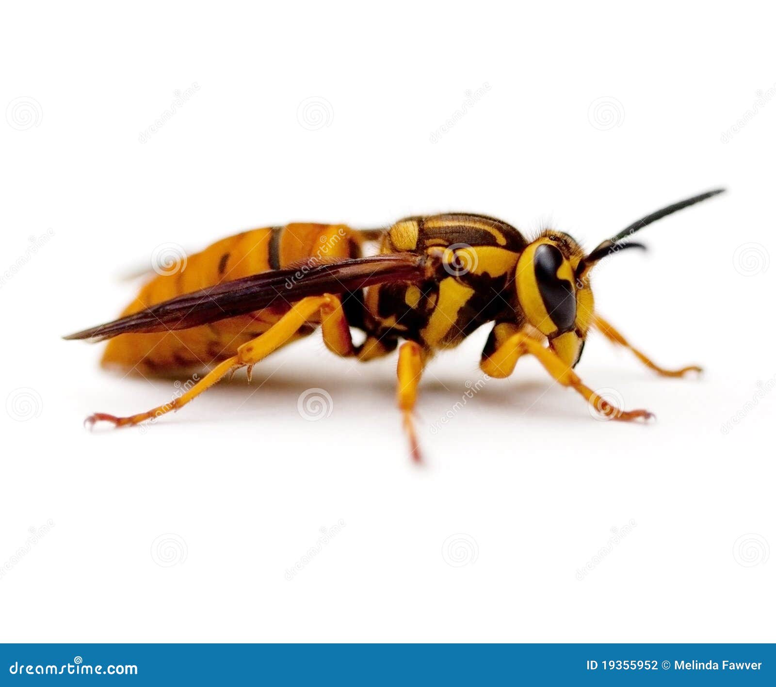 Yellowjacket stock photo. Image of jacket, macro, squamosa 19355952