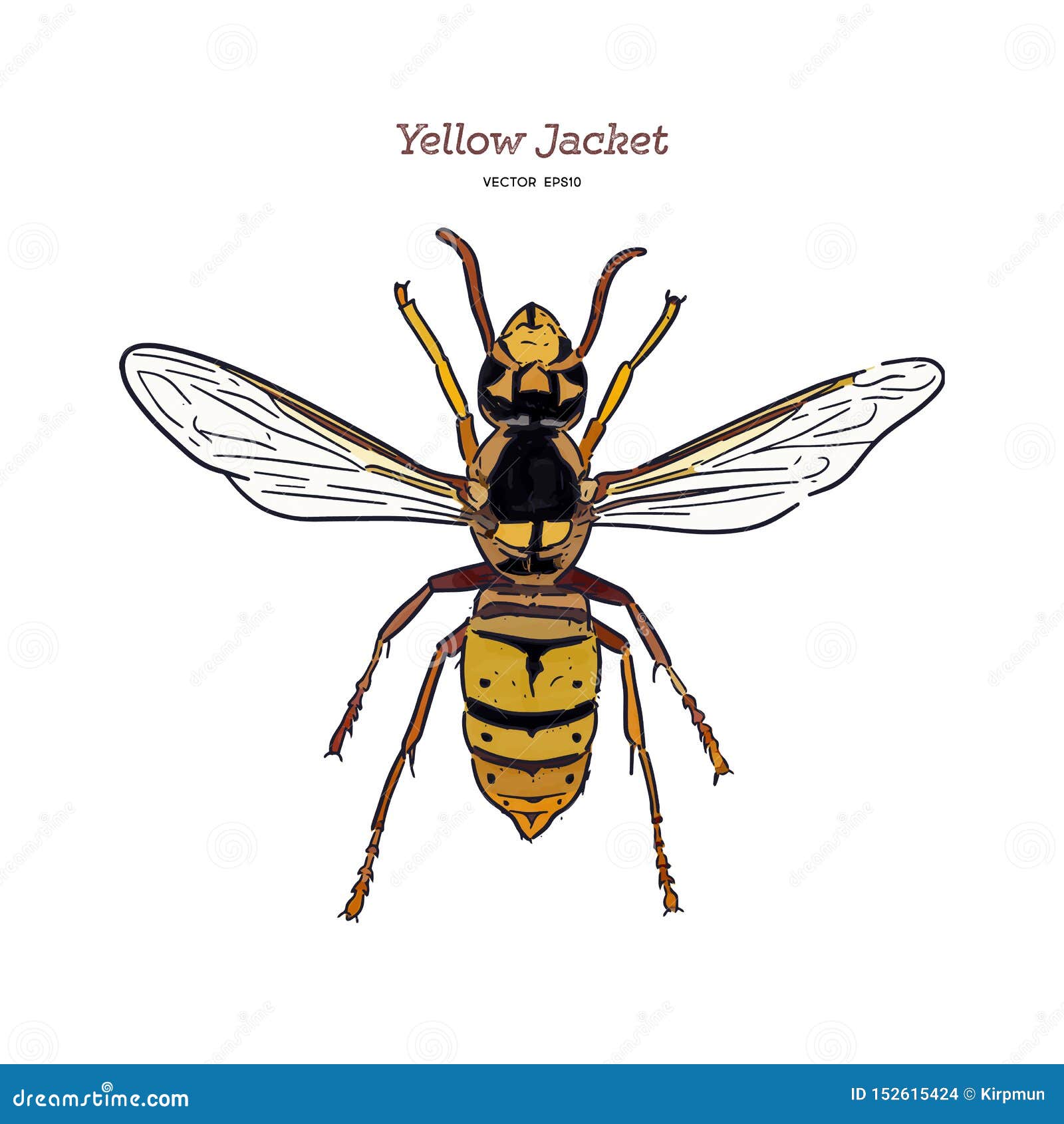 Yellowjacket is about a Type of Wasp. Hand Draw Sketch Vector Stock