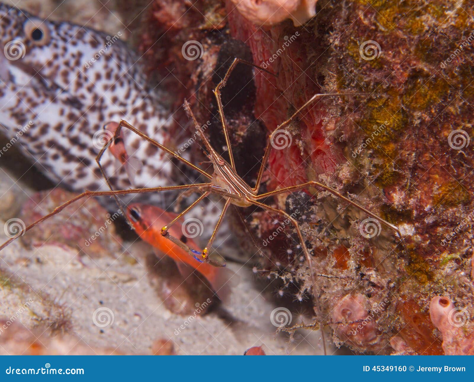yellowline arrow crab 01