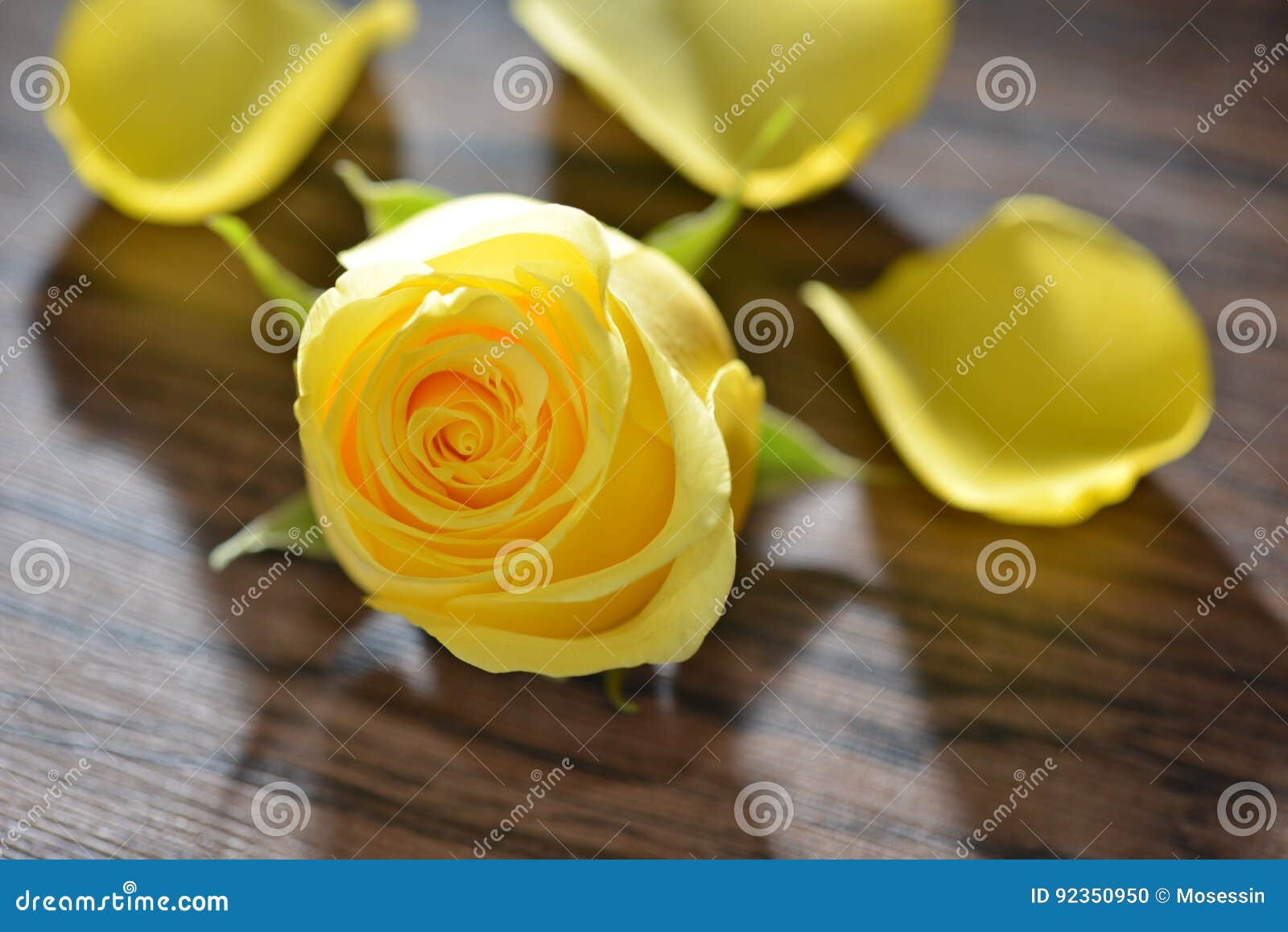 YellowRose stock photo. Image of double, colour, sunlight 92350950