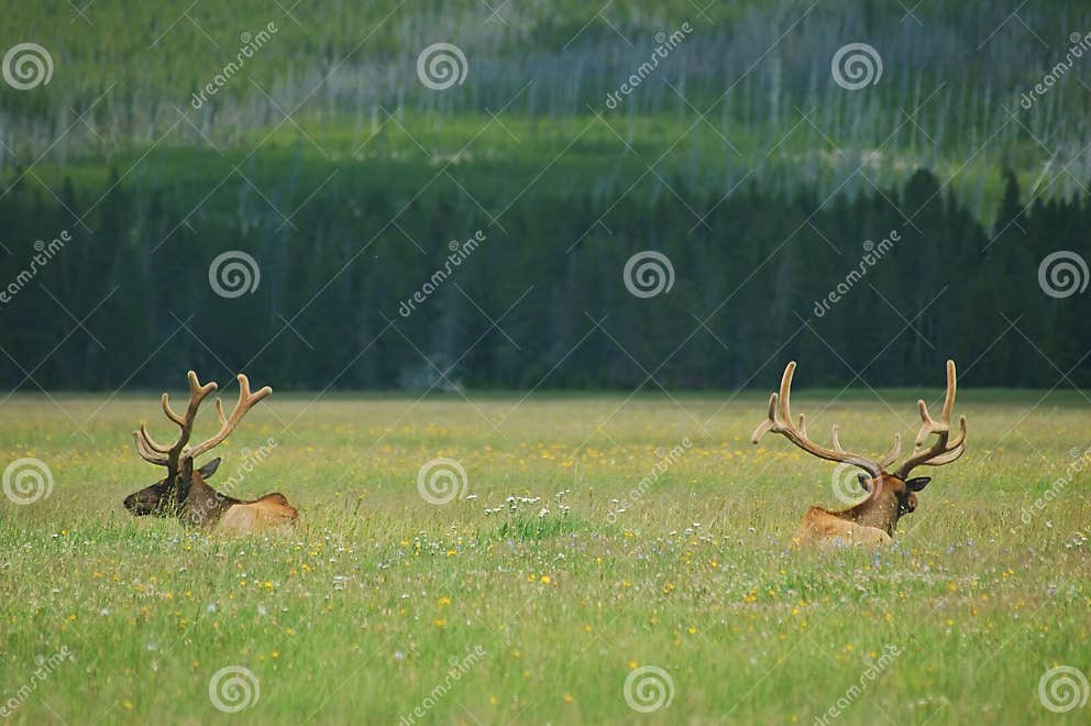 Yellowstone Elk stock image. Image of herbivore, large 1179449
