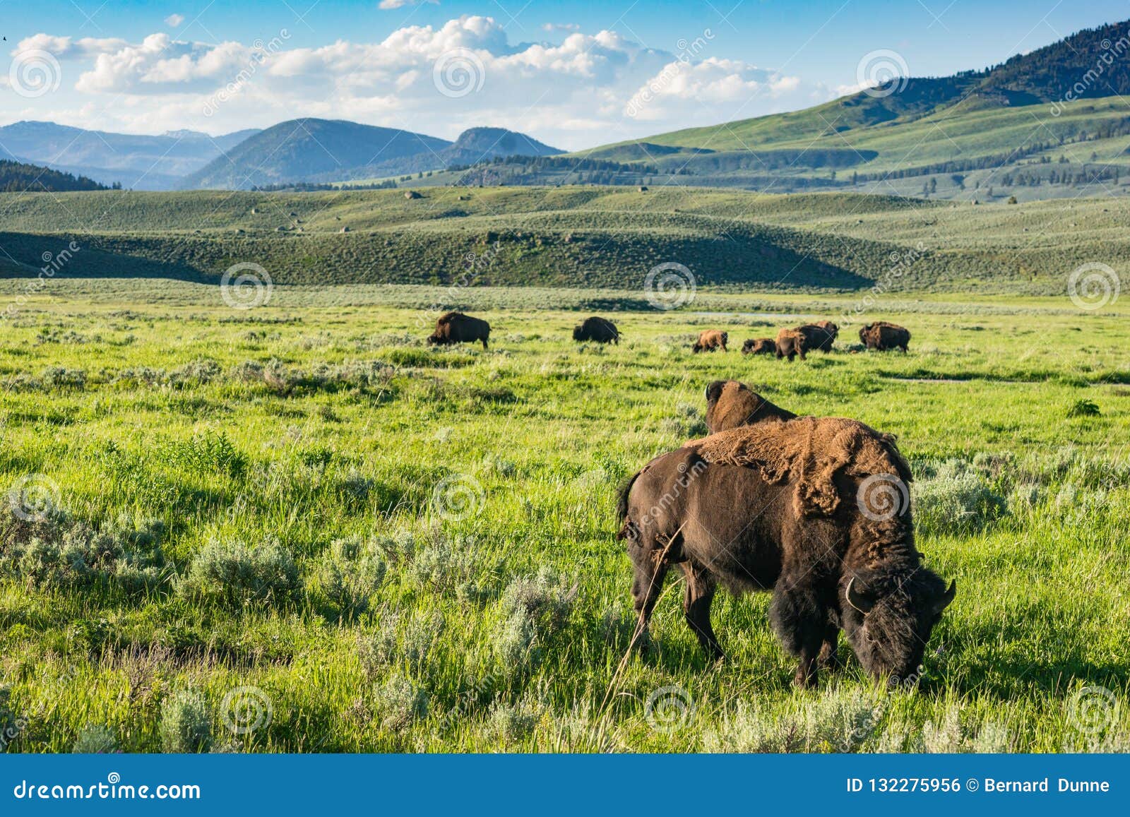 yellowstone national park buffalo, wyoming