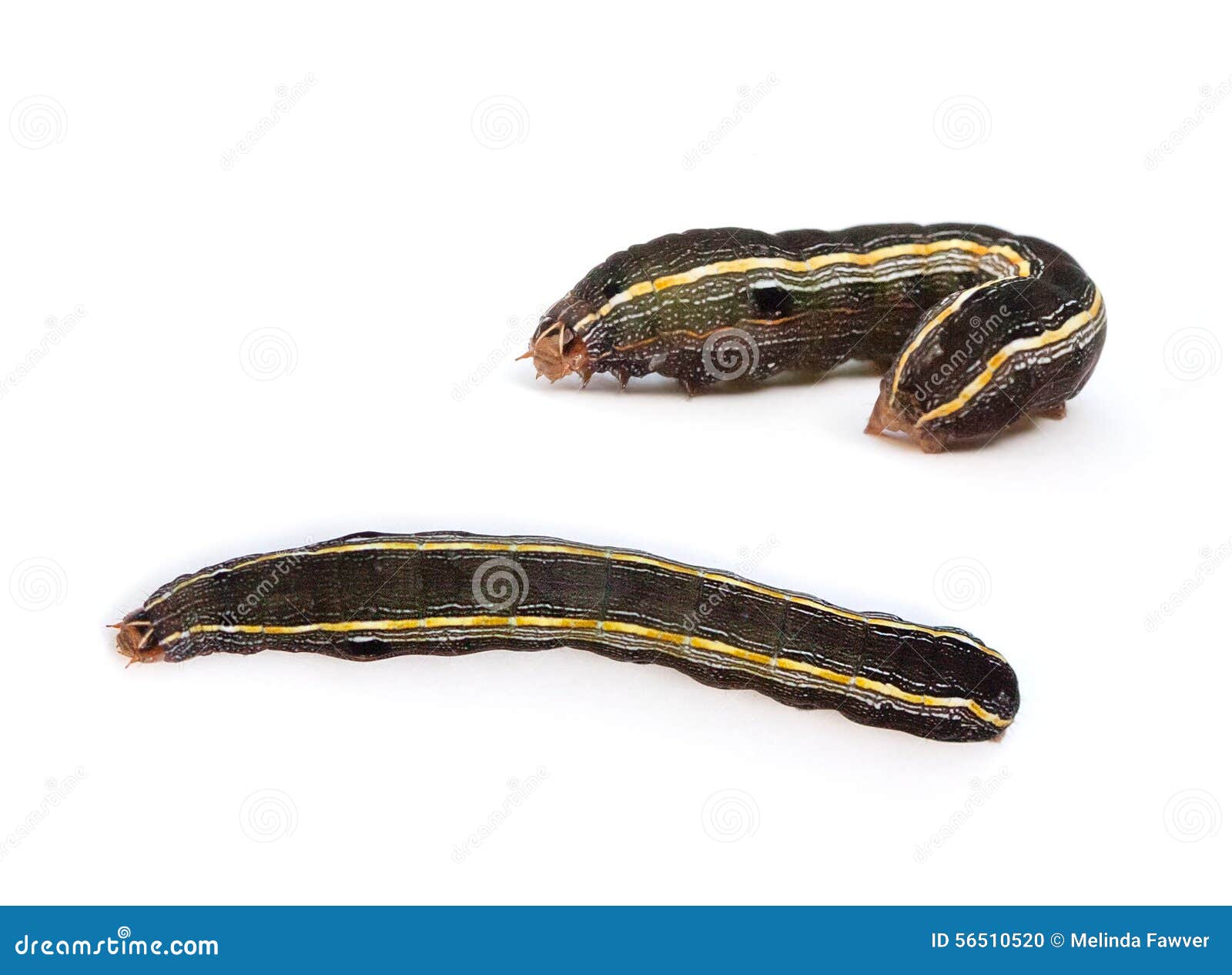 Yellow-striped Armyworm with totally different color pattern