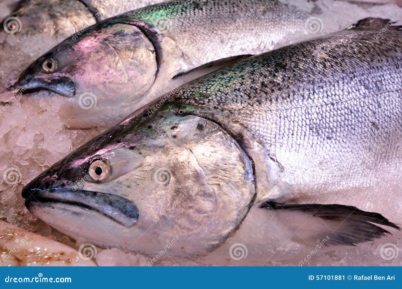 229 Yellowtail Fishing Stock Photos - Free & Royalty-Free Stock