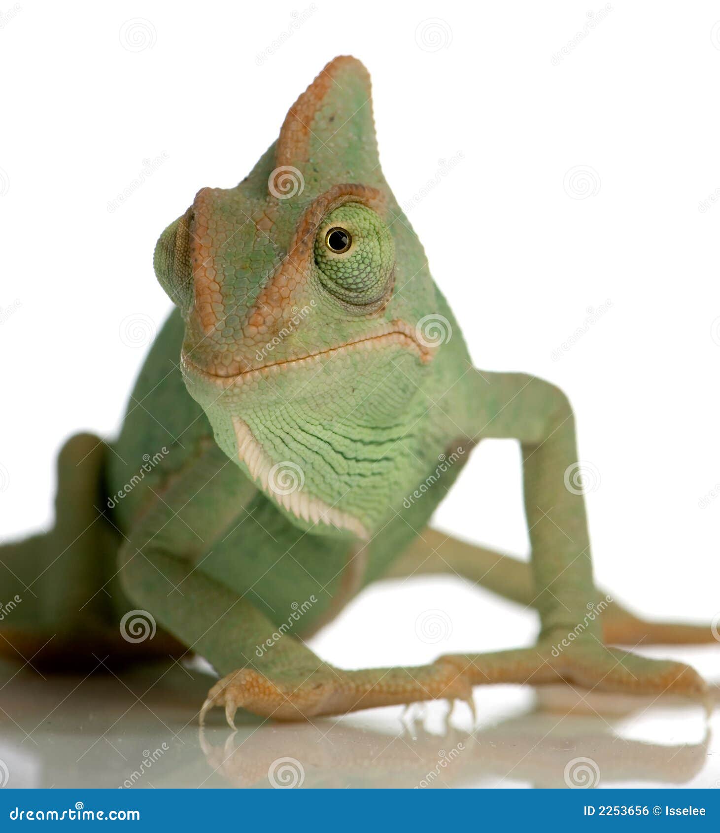 yemen chameleon