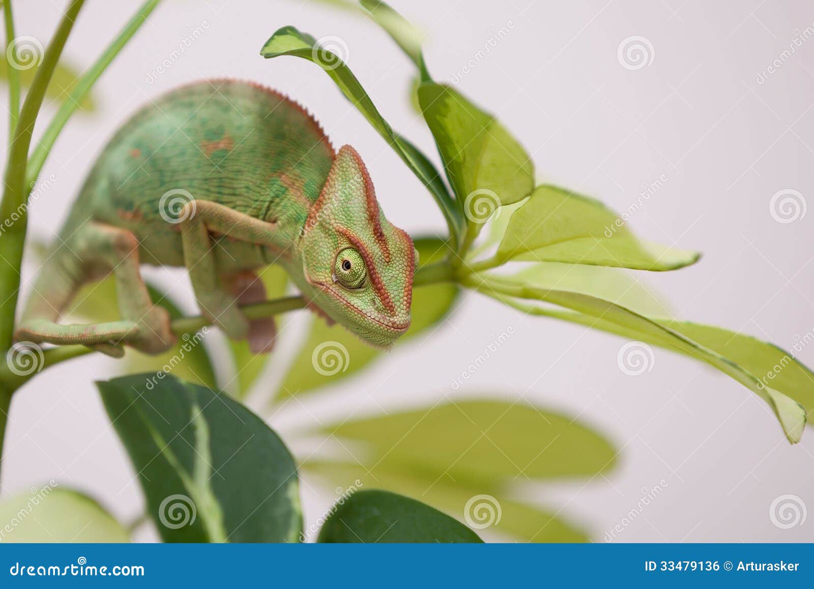 Yemen chameleon stock photo. Image of detail, portrait 33479136