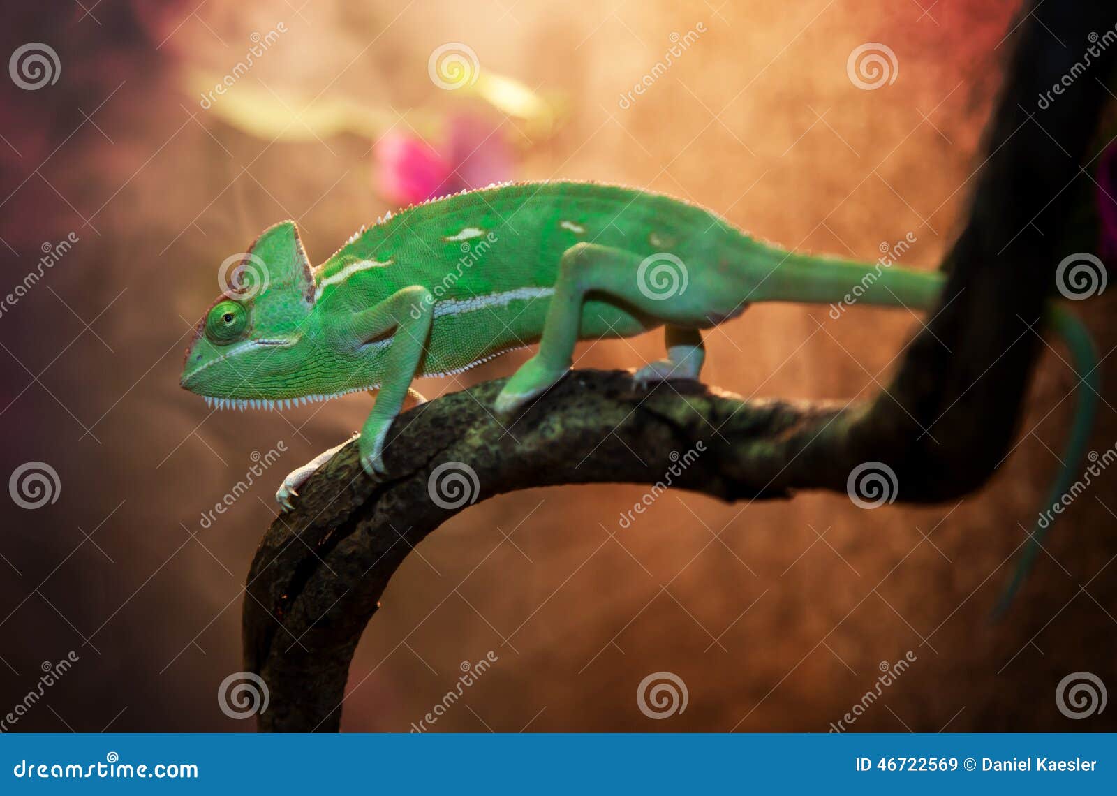 Yemen Chameleon in Terrarium Stock Image Image of green, keeping