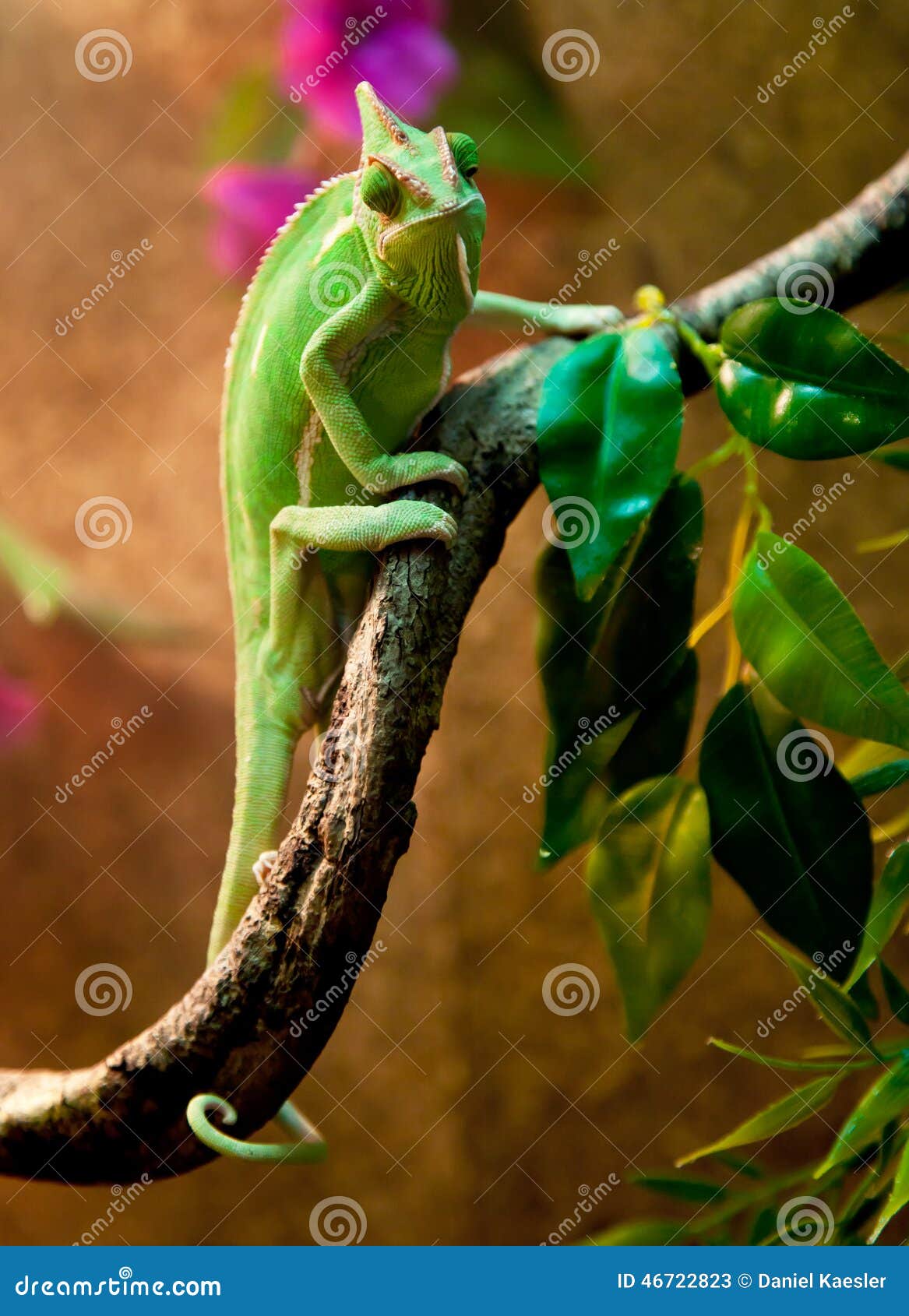 Yemen Chameleon in Terrarium Stock Image Image of reptile, lizard