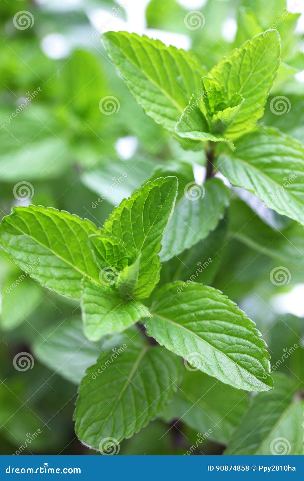 yerba buena, hierba buena, mojito mint