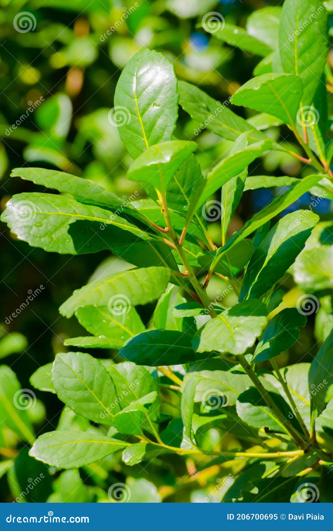 Yerba Mate Leaves, Green, Tea Stock Image Image of mate, green 206700695