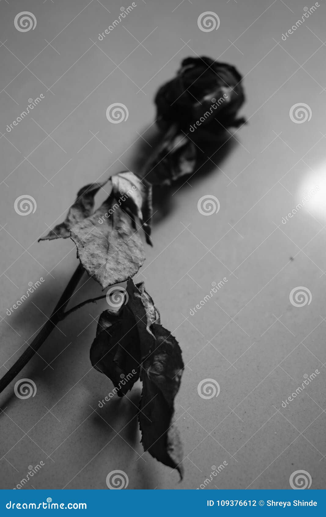 A dead flower stock photo. Image of rose, still, flower 109376612