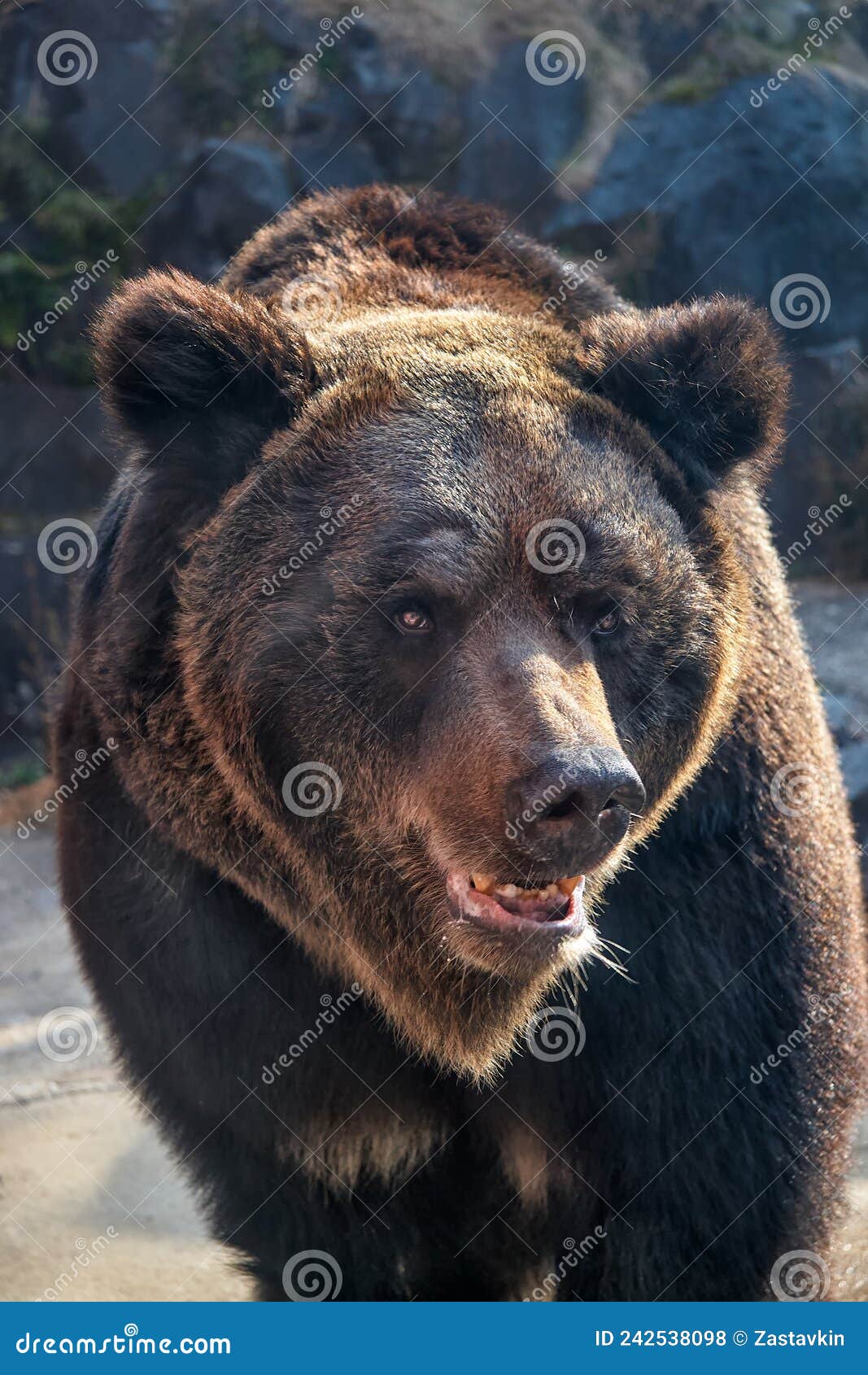 yeso brown bear ursus arctos yesoensis. japan