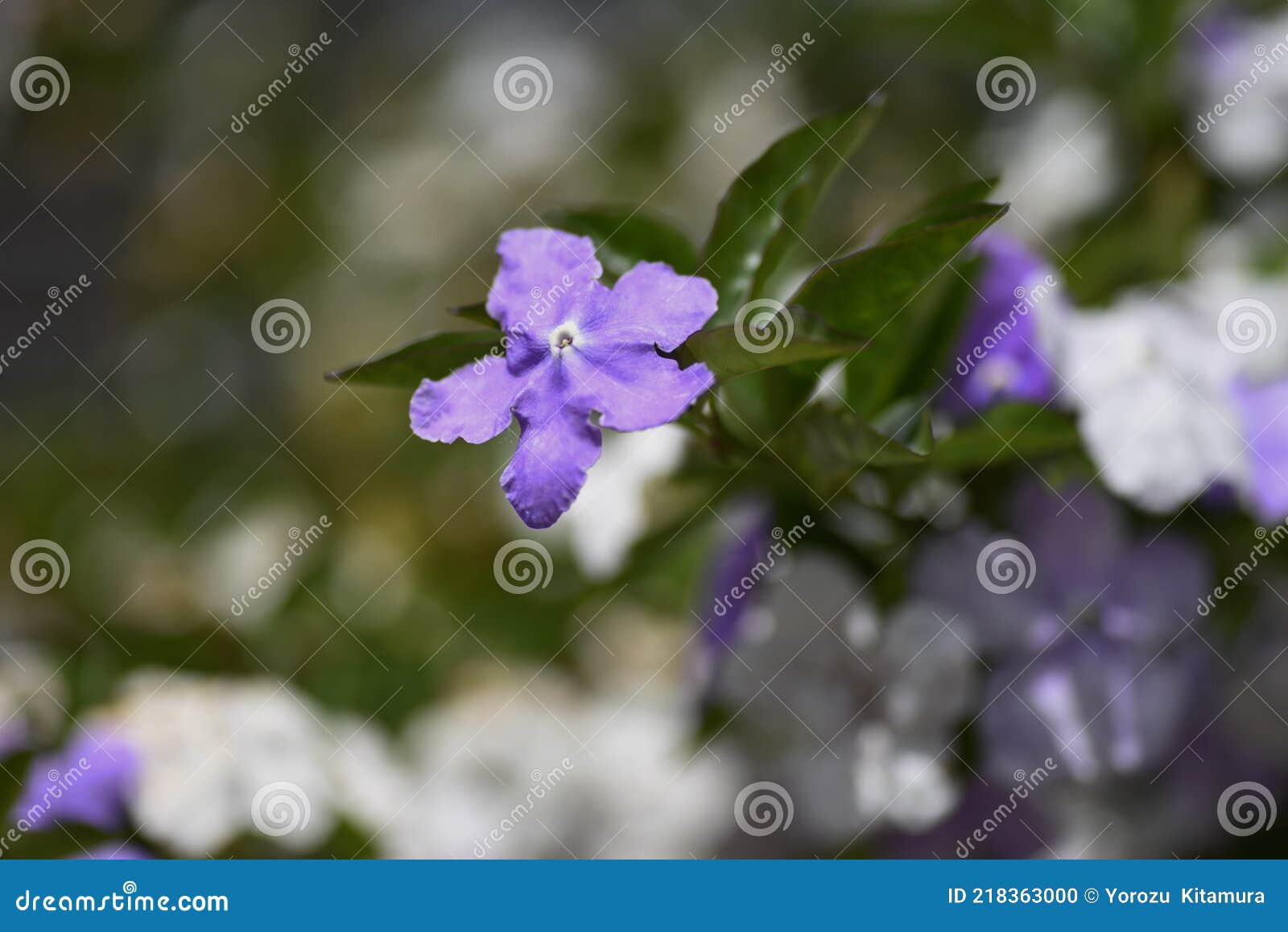 YesterdayTodayand Tomorrow Flowers. Stock Photo Image of nature, petal 218363000