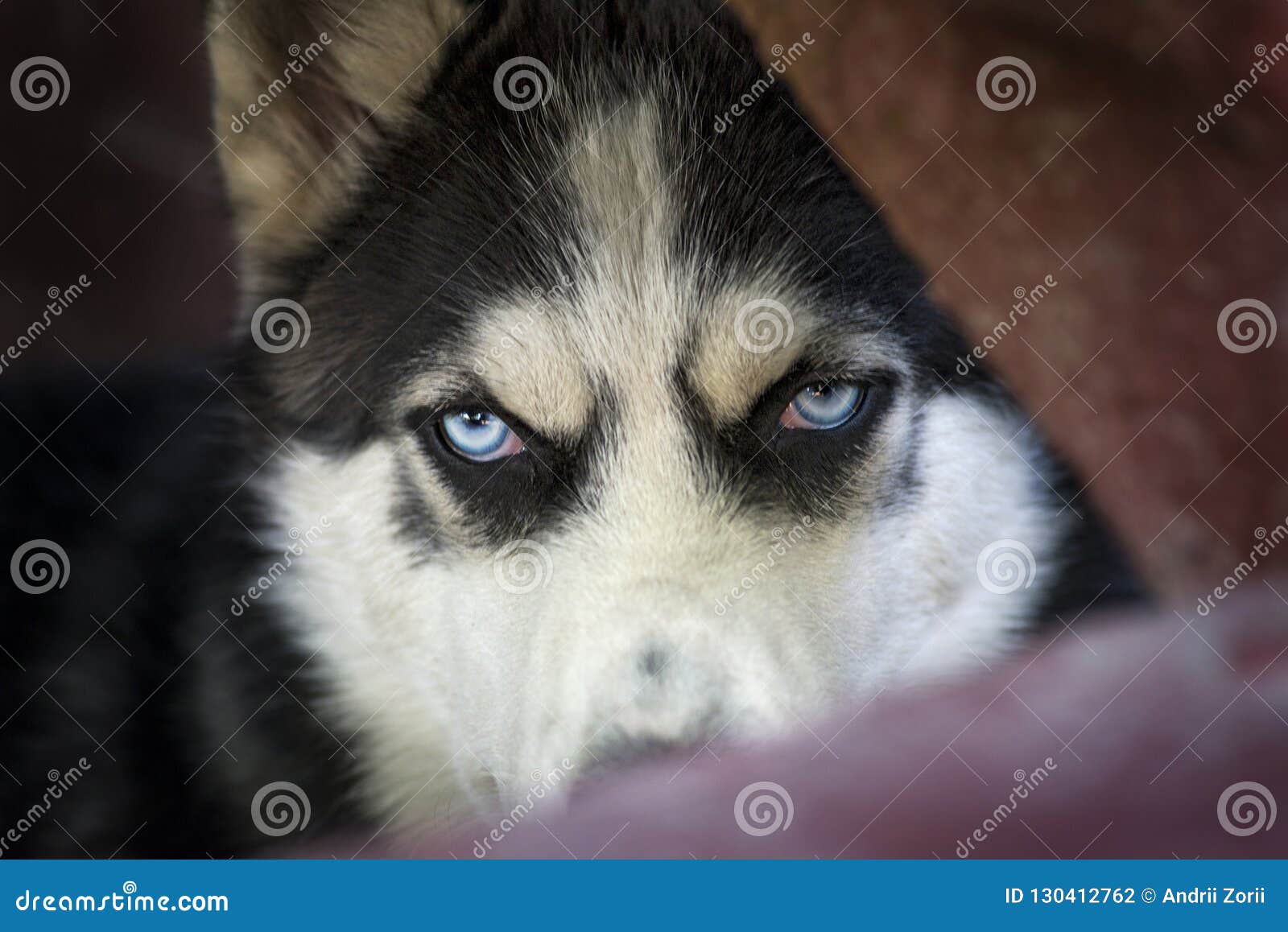 Yeux Bleus Du Chien Enroué Sibérien Yeux De Loup Semblant