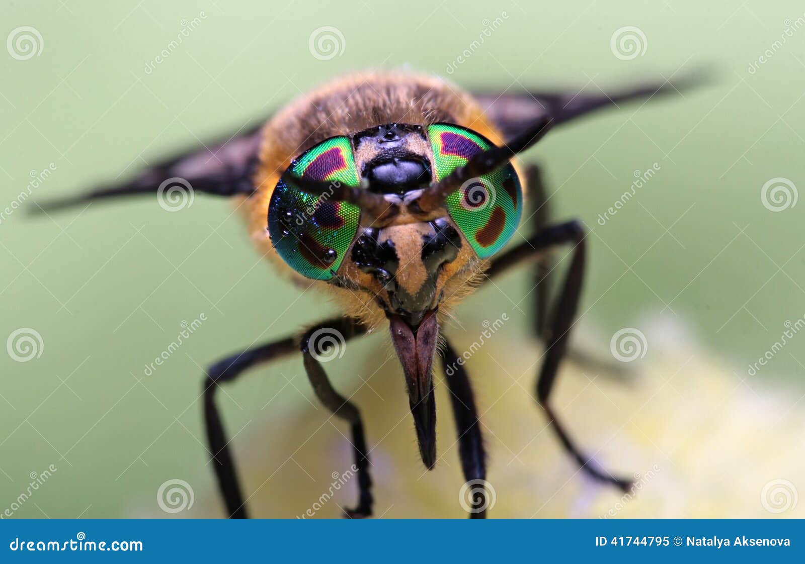Yeux D Un Insecte Taon De Portrait Hybomitra Image Stock Image Du Detail Arthropode