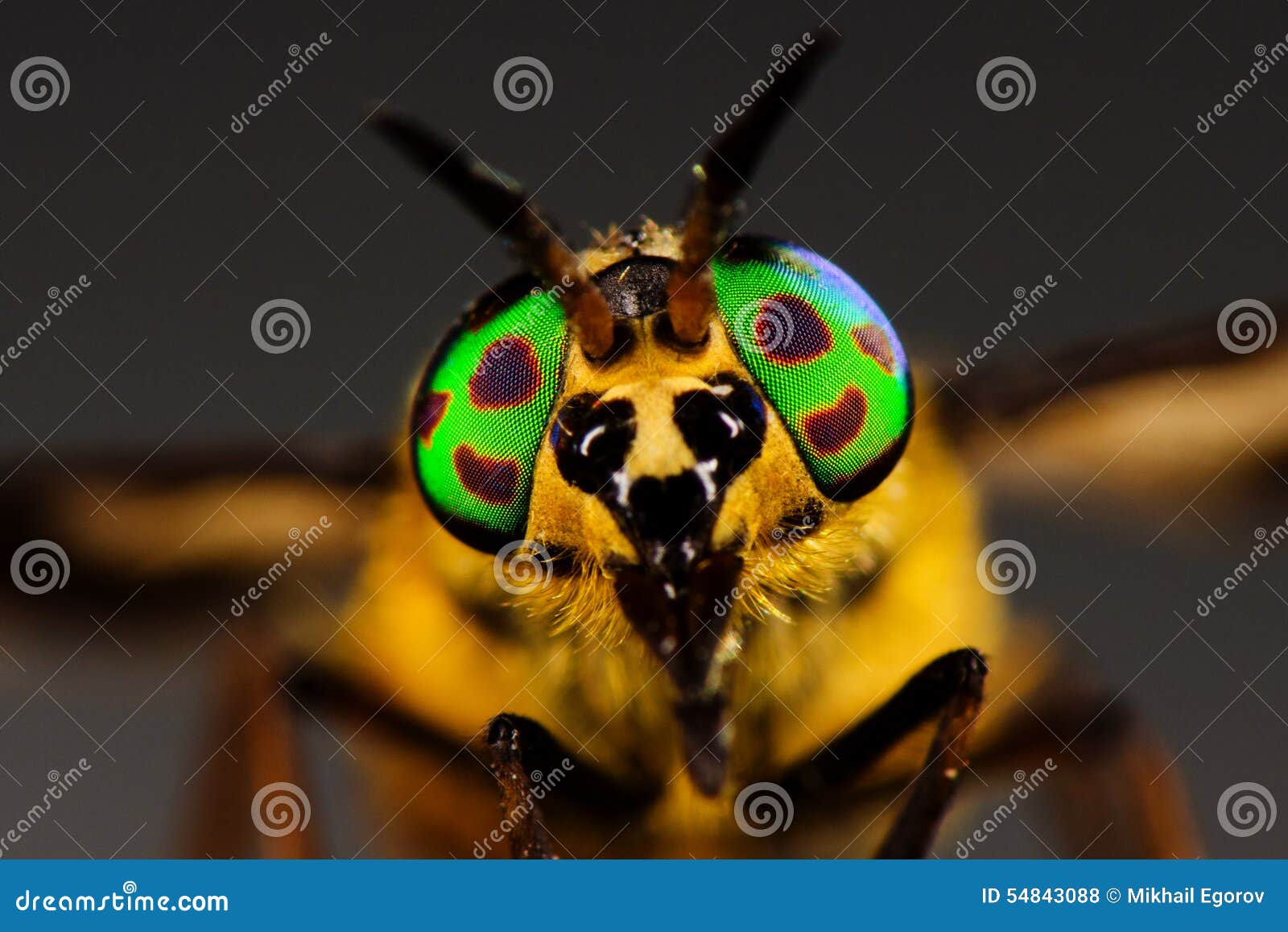 Yeux De Taon Photo Stock Image Du Sangsue Russe Tete