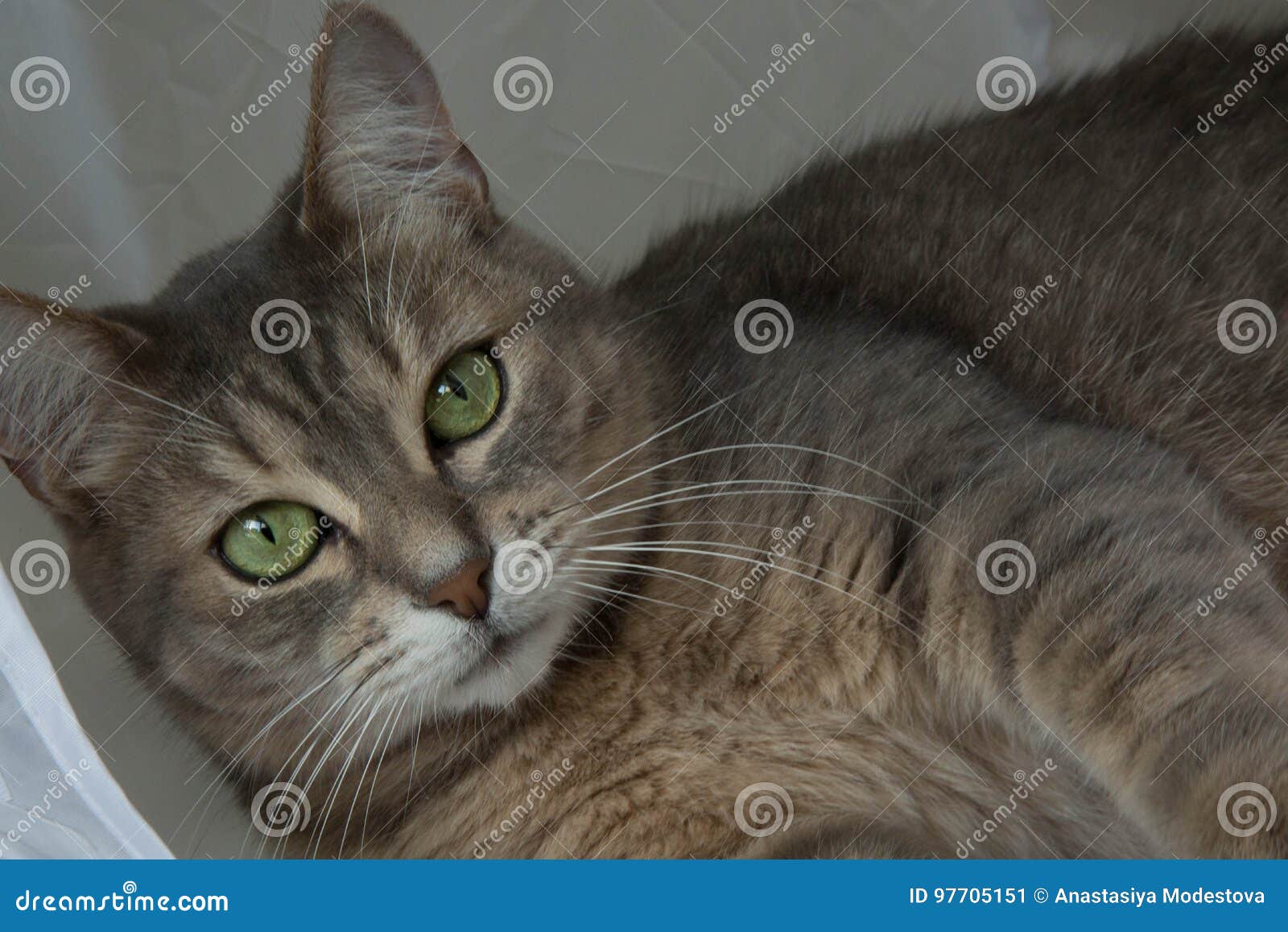 Yeux Verts De Beau Chat Gris De Portrait Image Stock Image