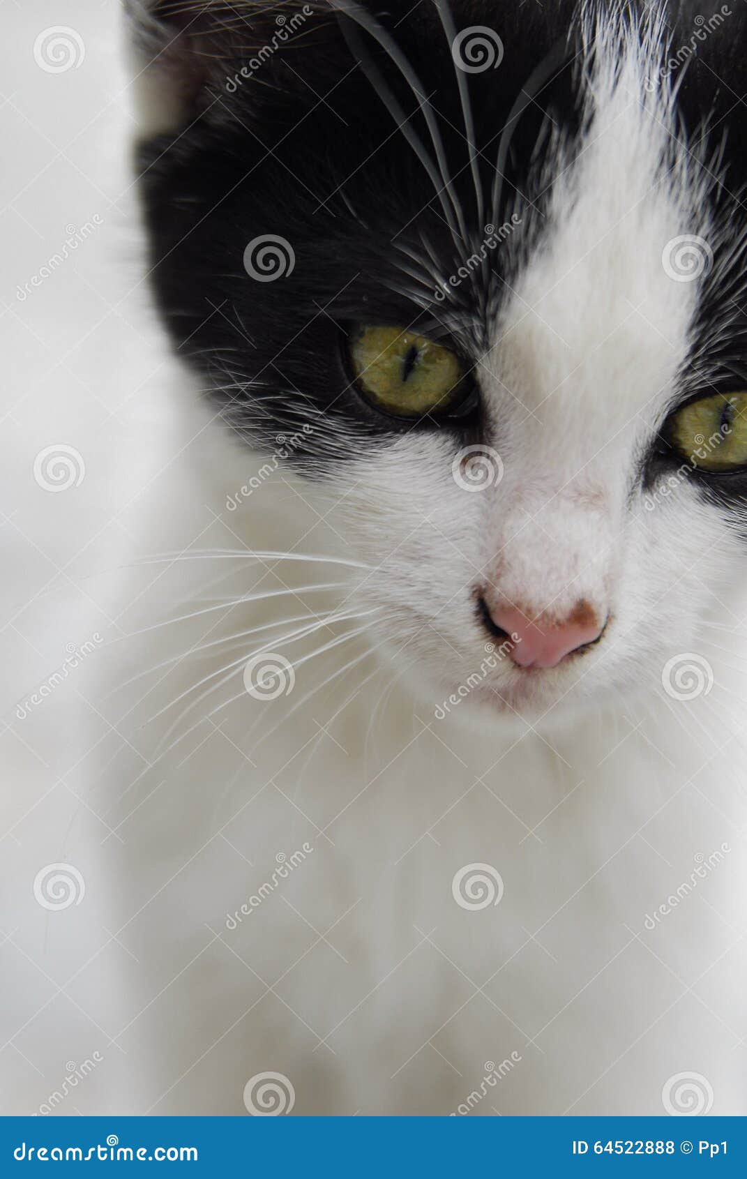 Yeux Verts De Chat Noir Et Blanc Photo Stock Image Du Chat