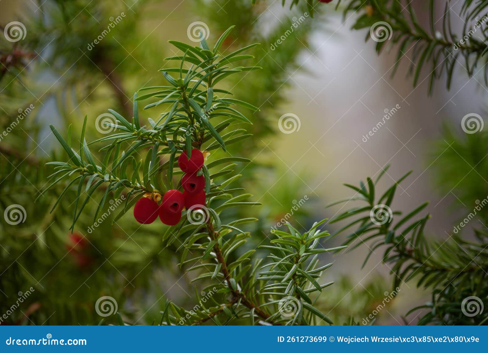 ENGLISH YEW stock image. Image of decoration, auburn 261273699