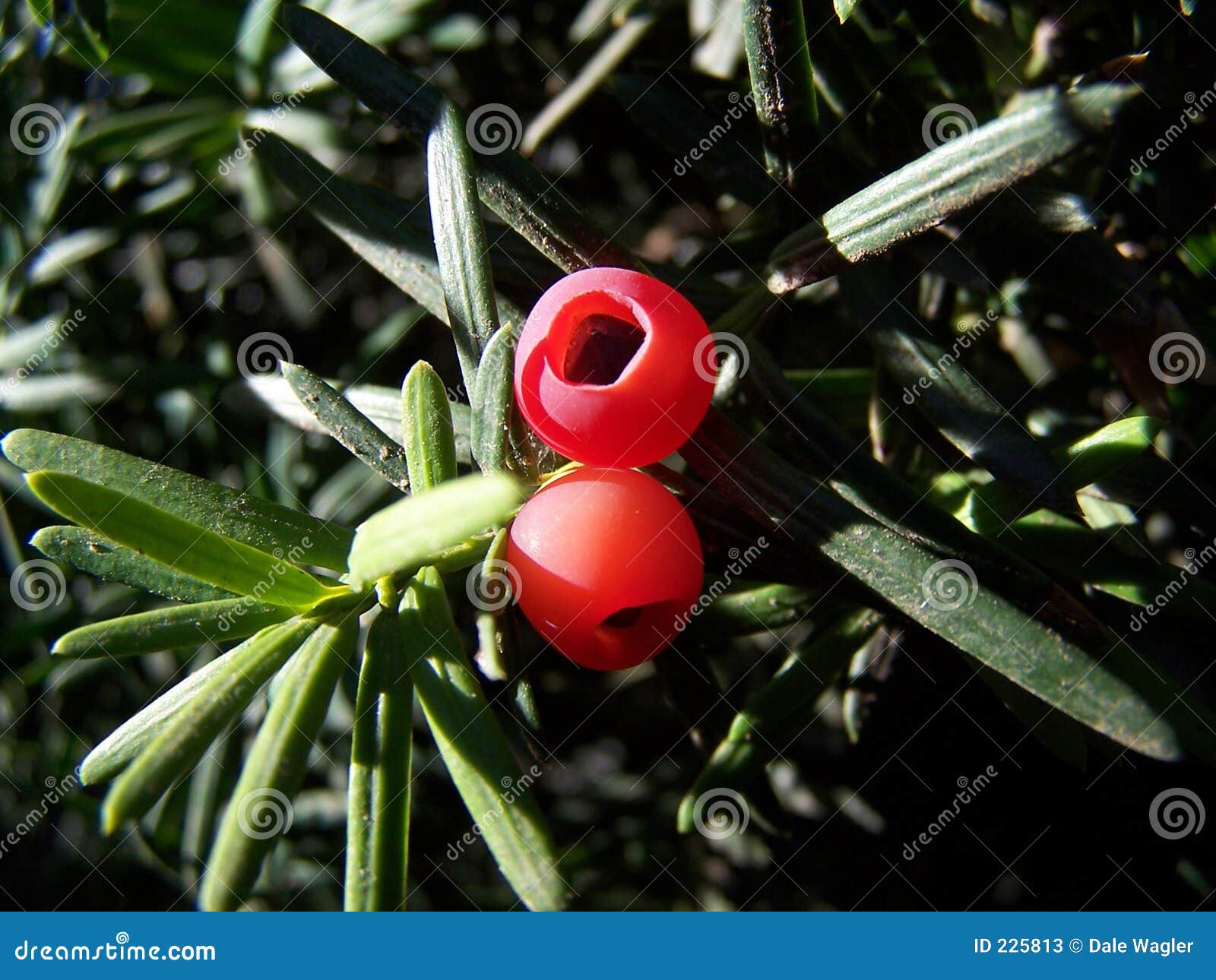 Yew Berries stock image. Image of green, plant, fruits 225813