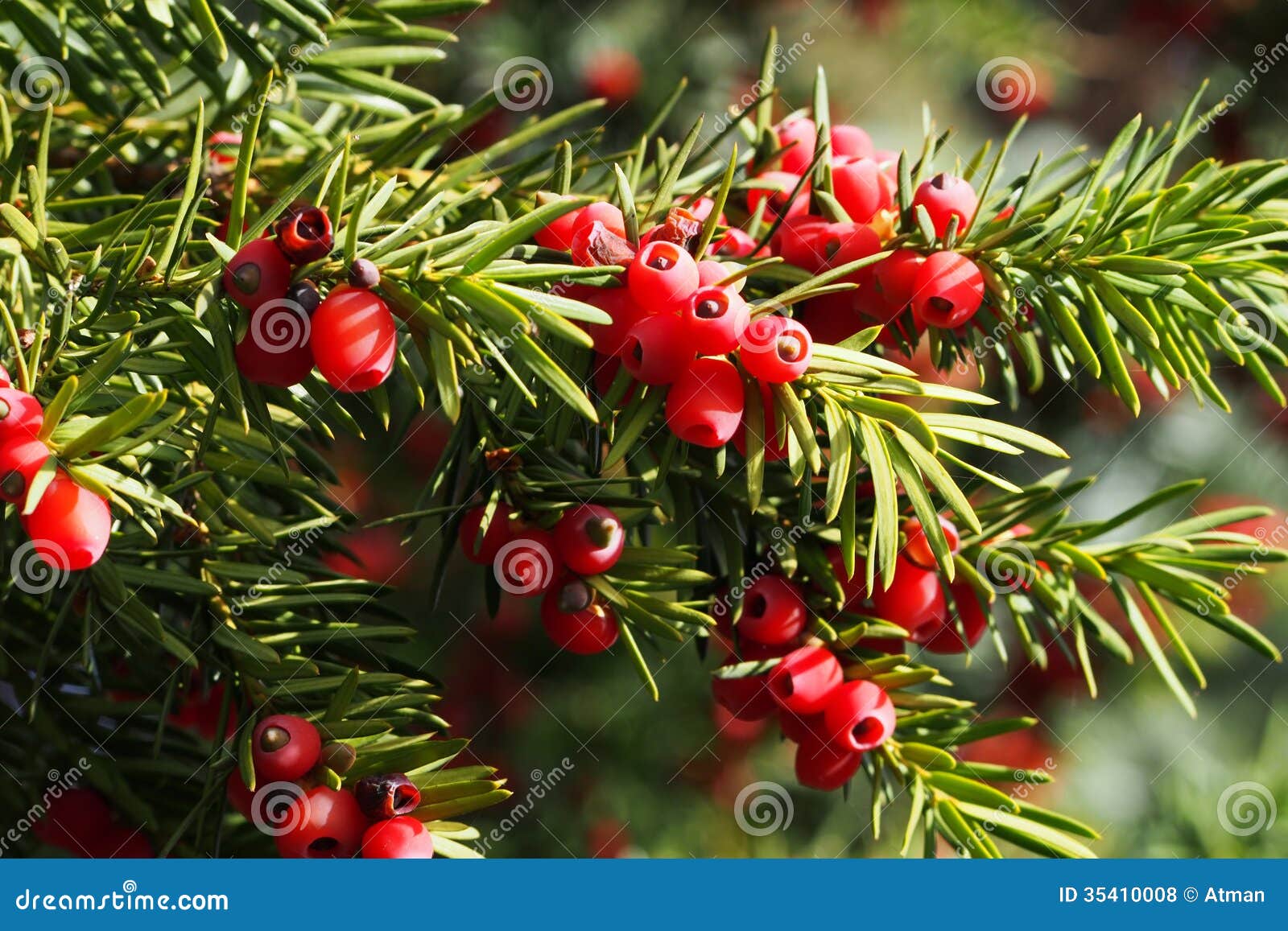 Harmful Herbs Warrior Cats Herbs and Their Uses Quotev