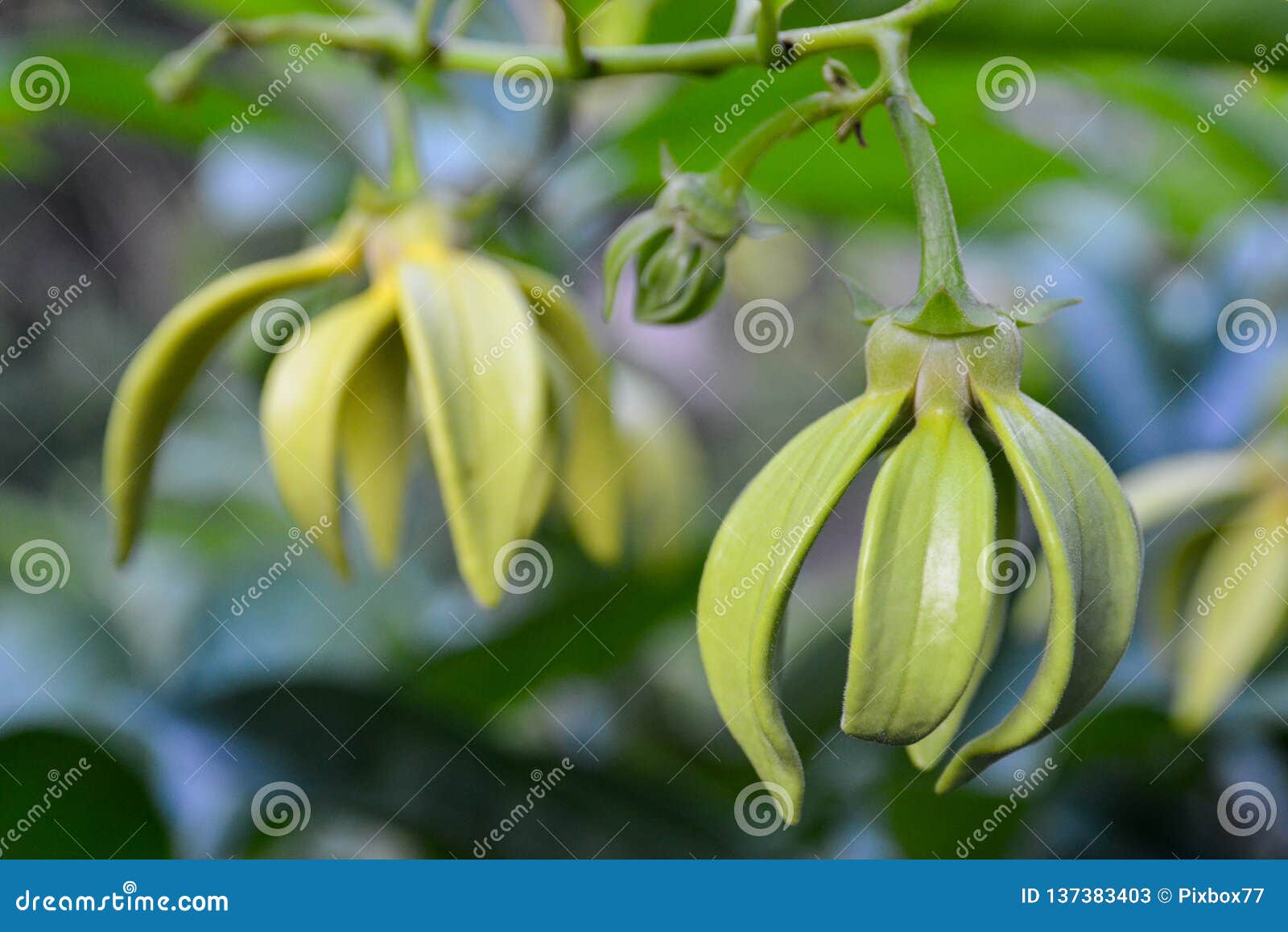 Ylangylang Flower Blooming Stock Image Image of fresh, garden 137383403