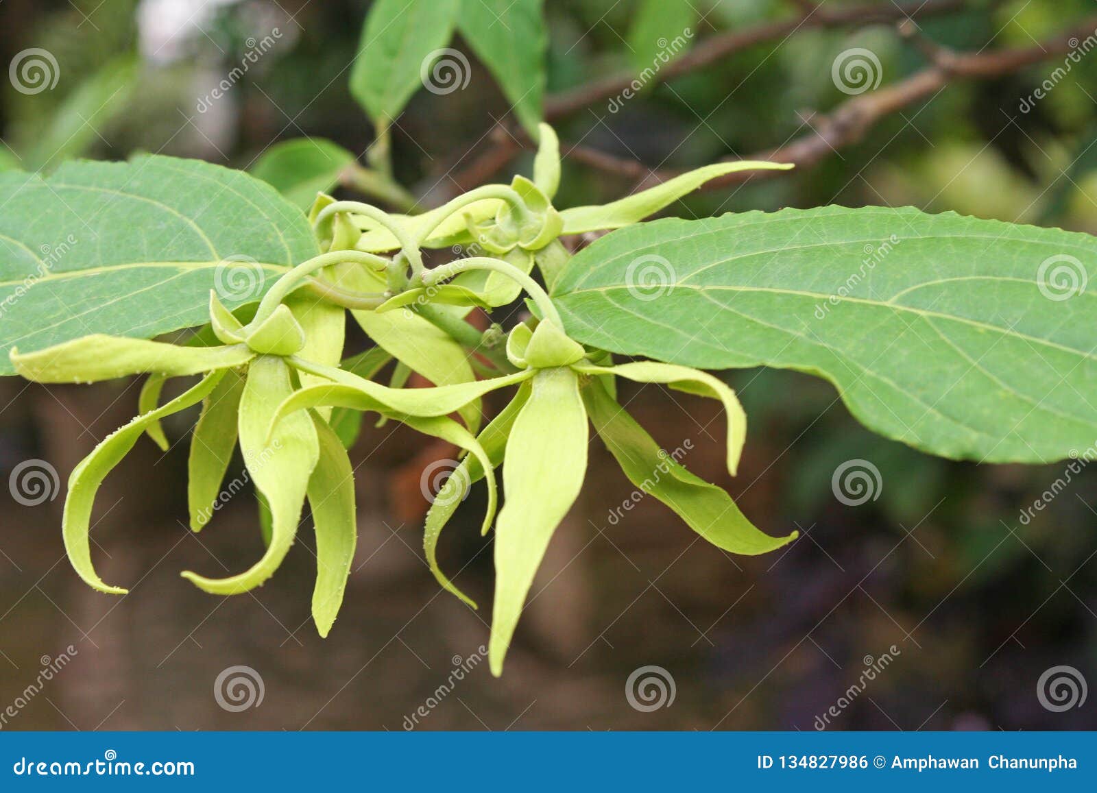 Ylangylang Flower , Cananga Odorata Stock Photo Image of blooming