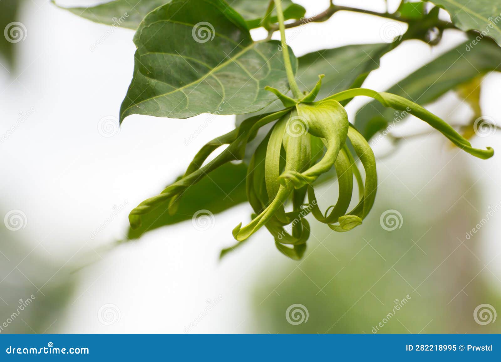 Ylangylang Flower, Perfume Tree, Ka Dang Nga Stock Image Image of perfumed, tree 282218995