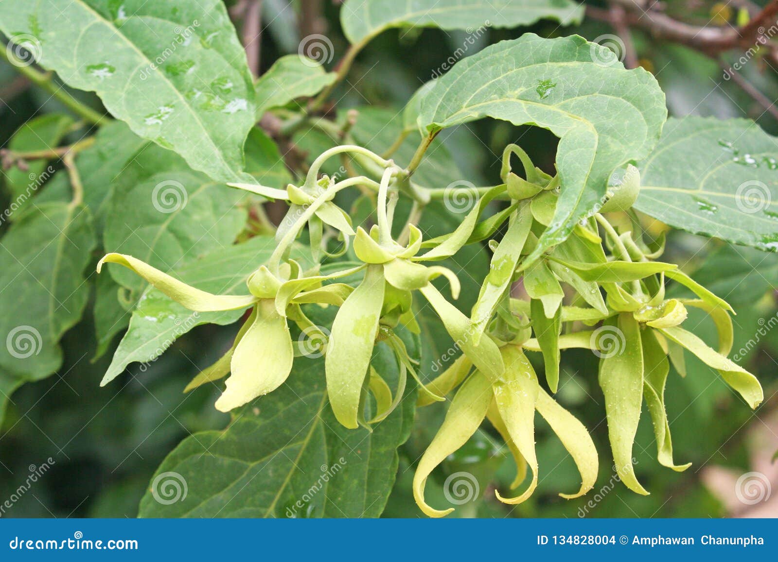 Ylangylang Flower with Water Drops , Cananga Odorata Stock Photo