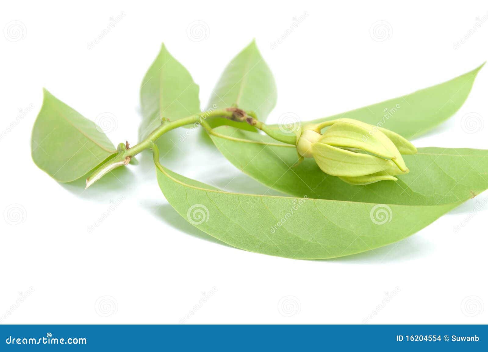 YlangYlang stock photo. Image of thailand, nature, essential 16204554