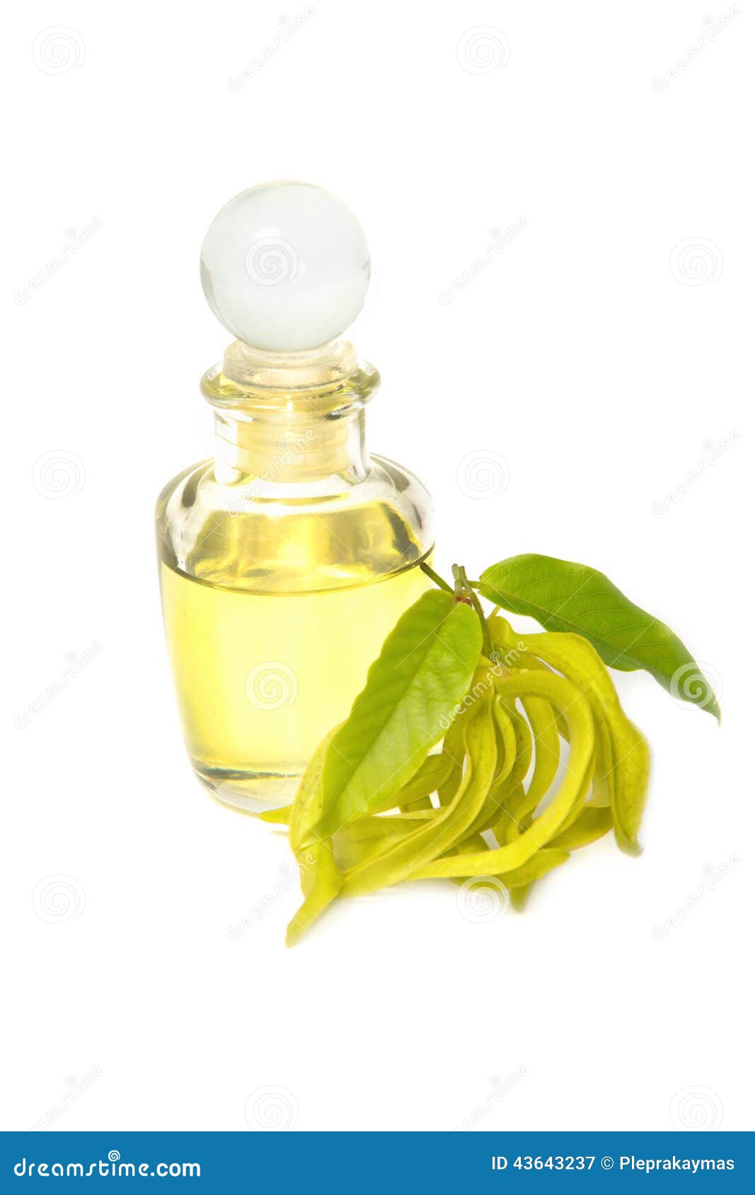Ylangylang Aroma Massage Oil Stock Image Image of medical, organic