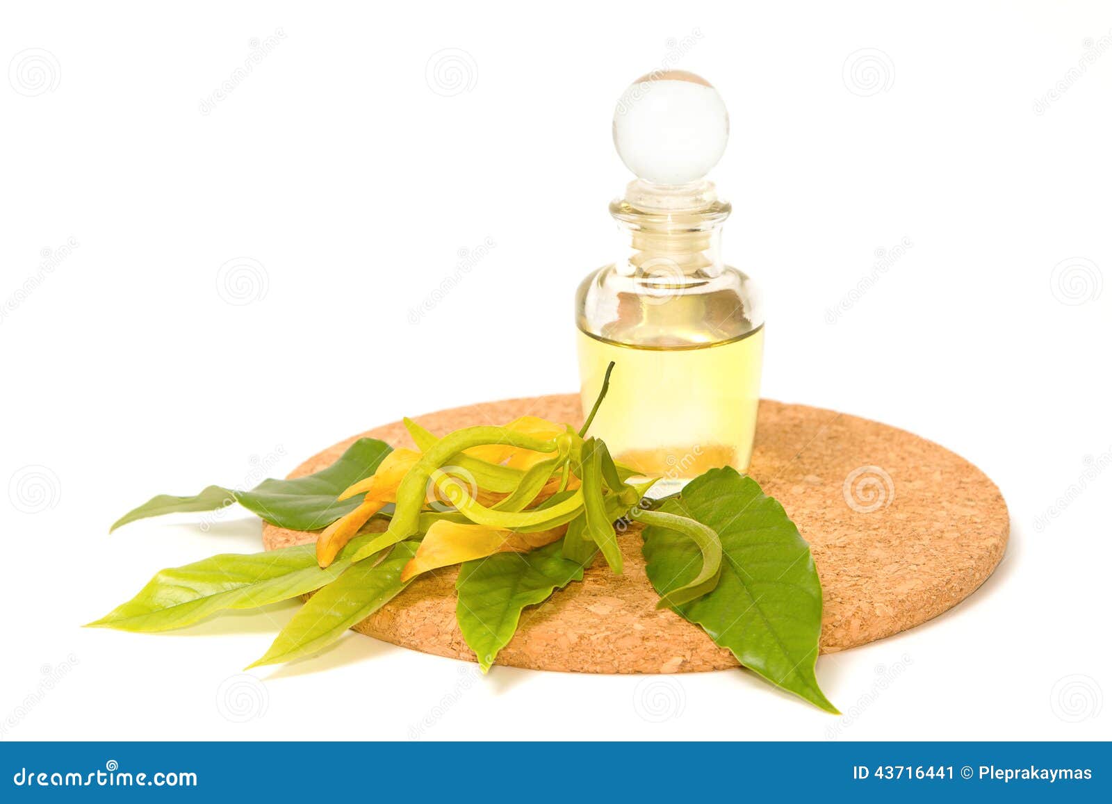 Ylangylang Aroma Massage Oil Stock Image Image of essential