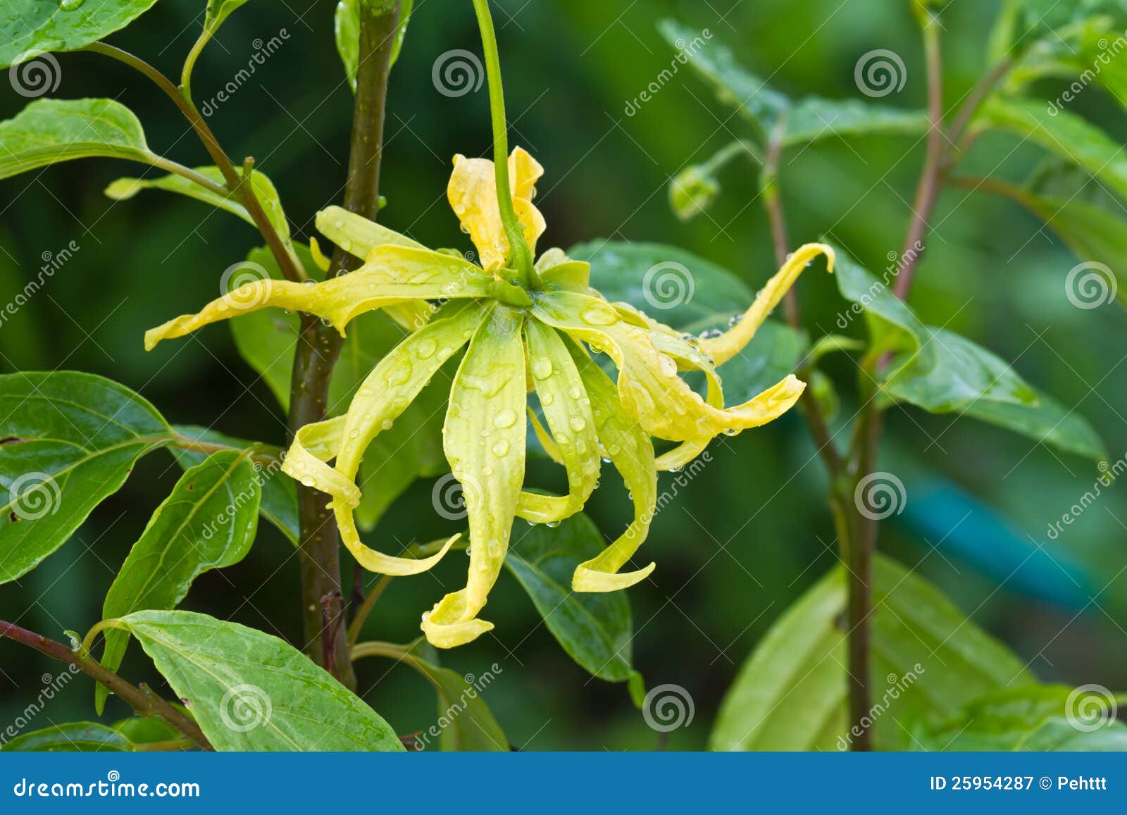 YlangYlang flower stock image. Image of tree, plant 25954287